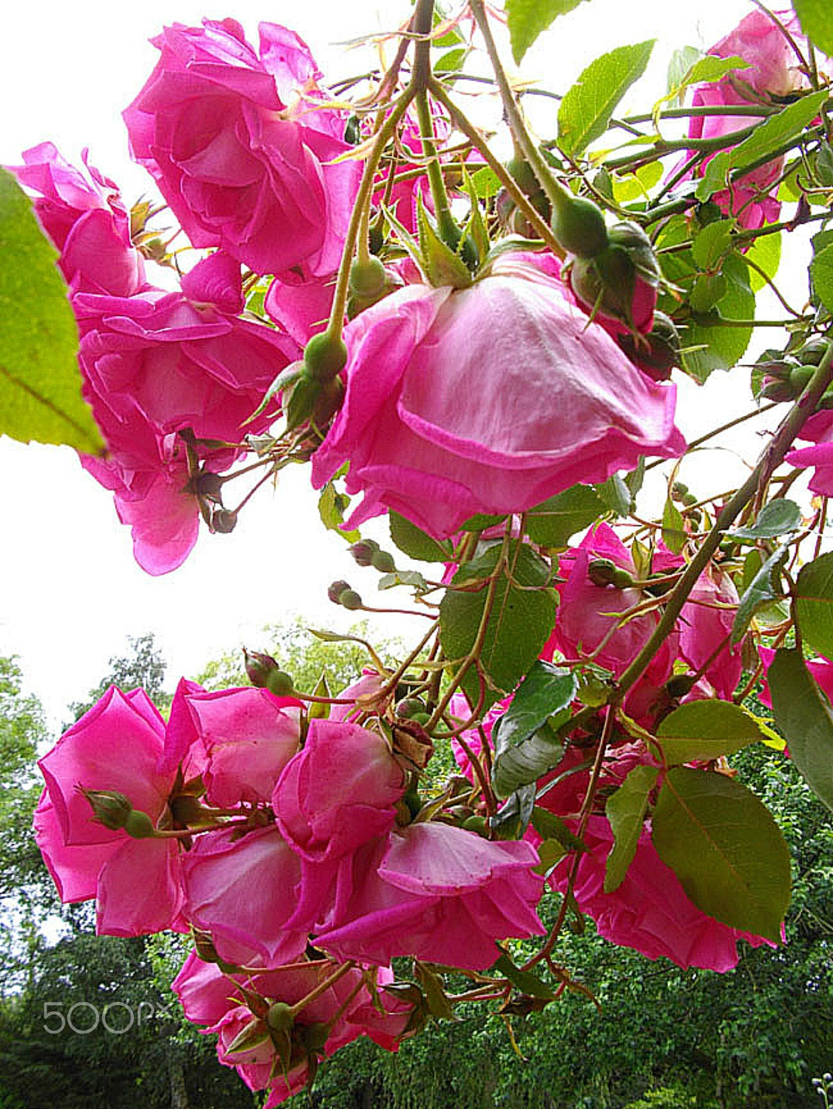 Pentax Optio E60 sample photo. Magenta layes iv photography
