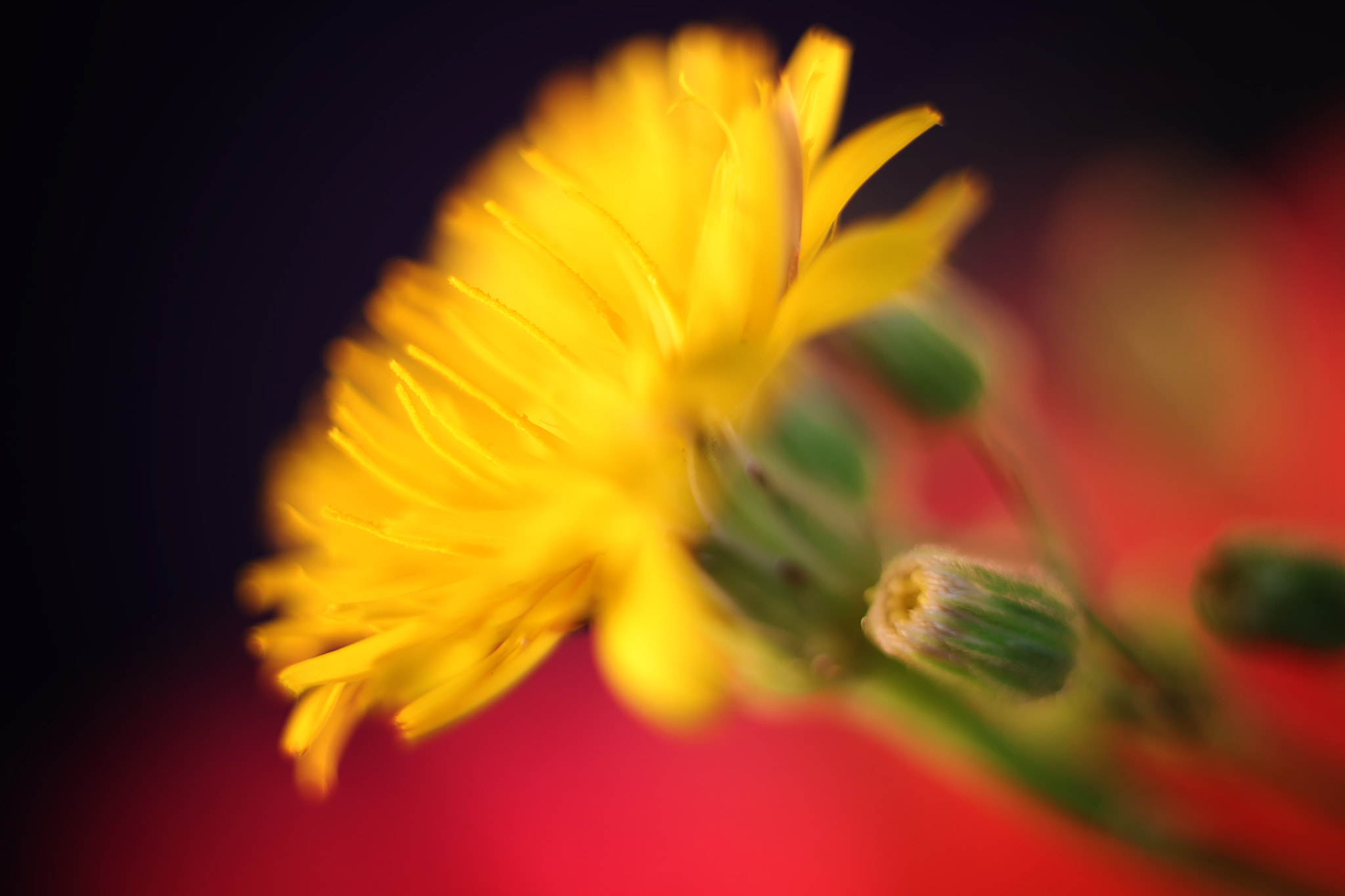 Canon EF 50mm F2.5 Macro sample photo. Bewitched, bothered and bewildered photography