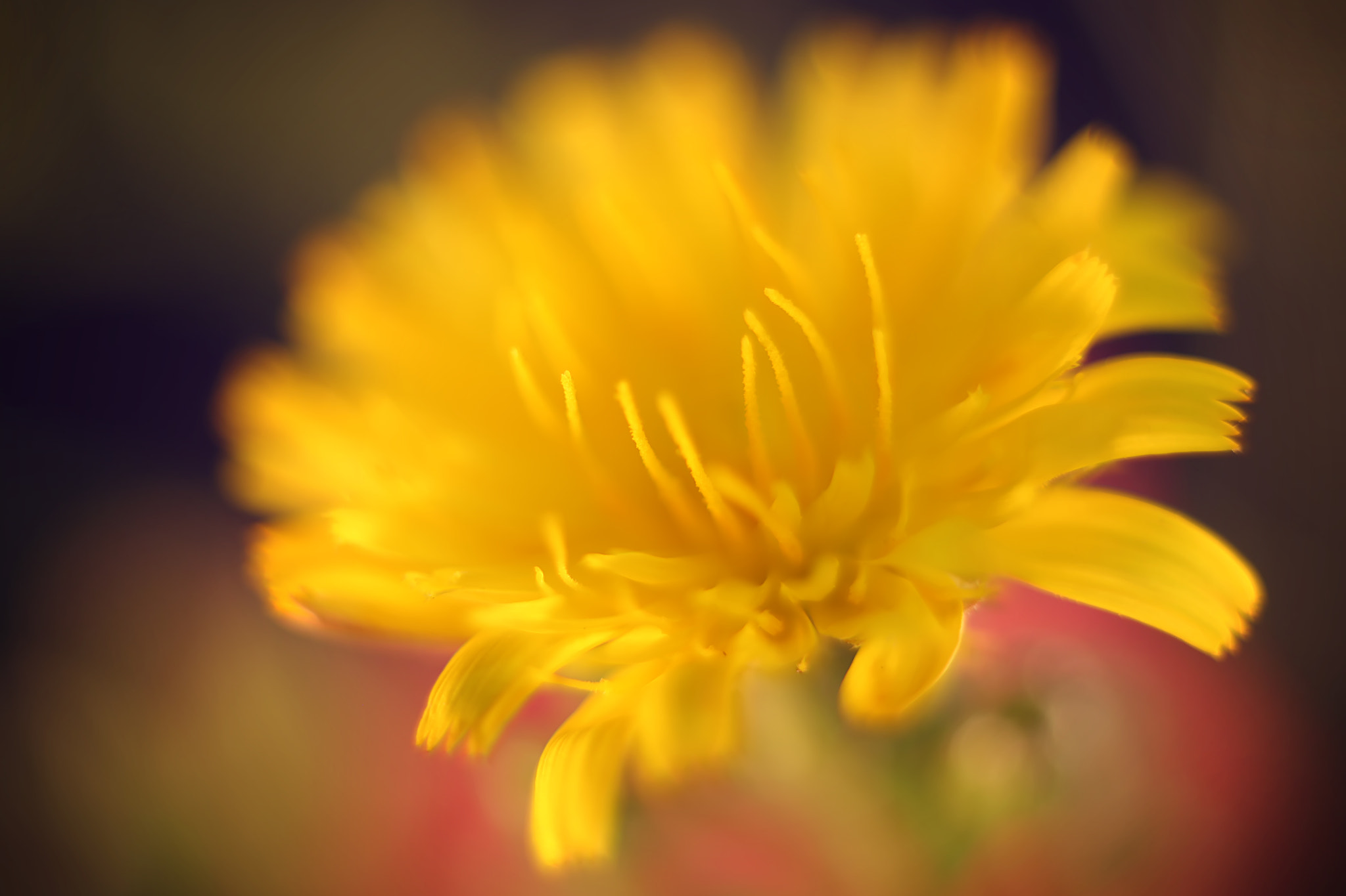 Canon EF 50mm F2.5 Macro sample photo. All the things you are photography