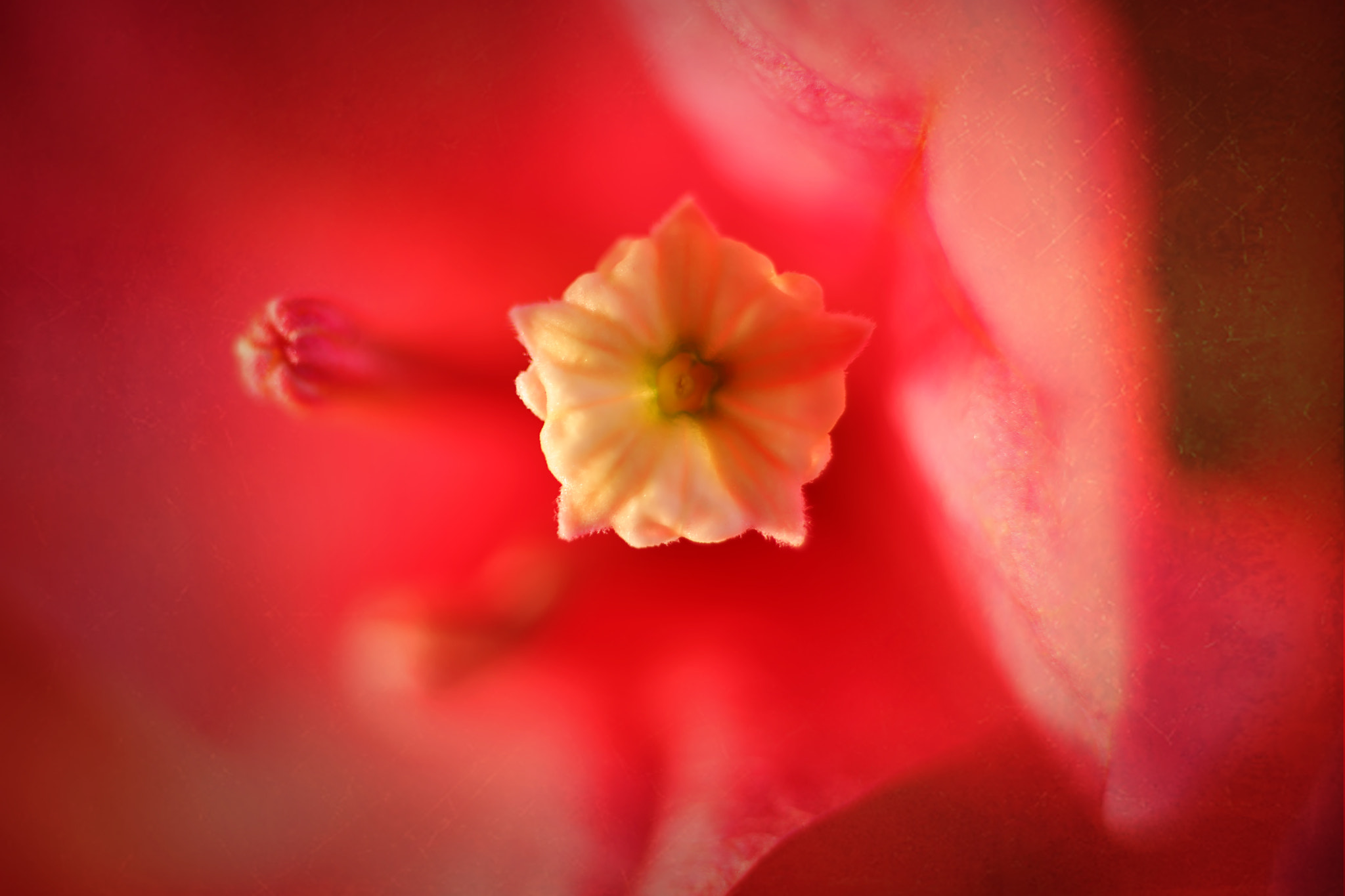 Canon EF 50mm F2.5 Macro sample photo. X's and o's photography