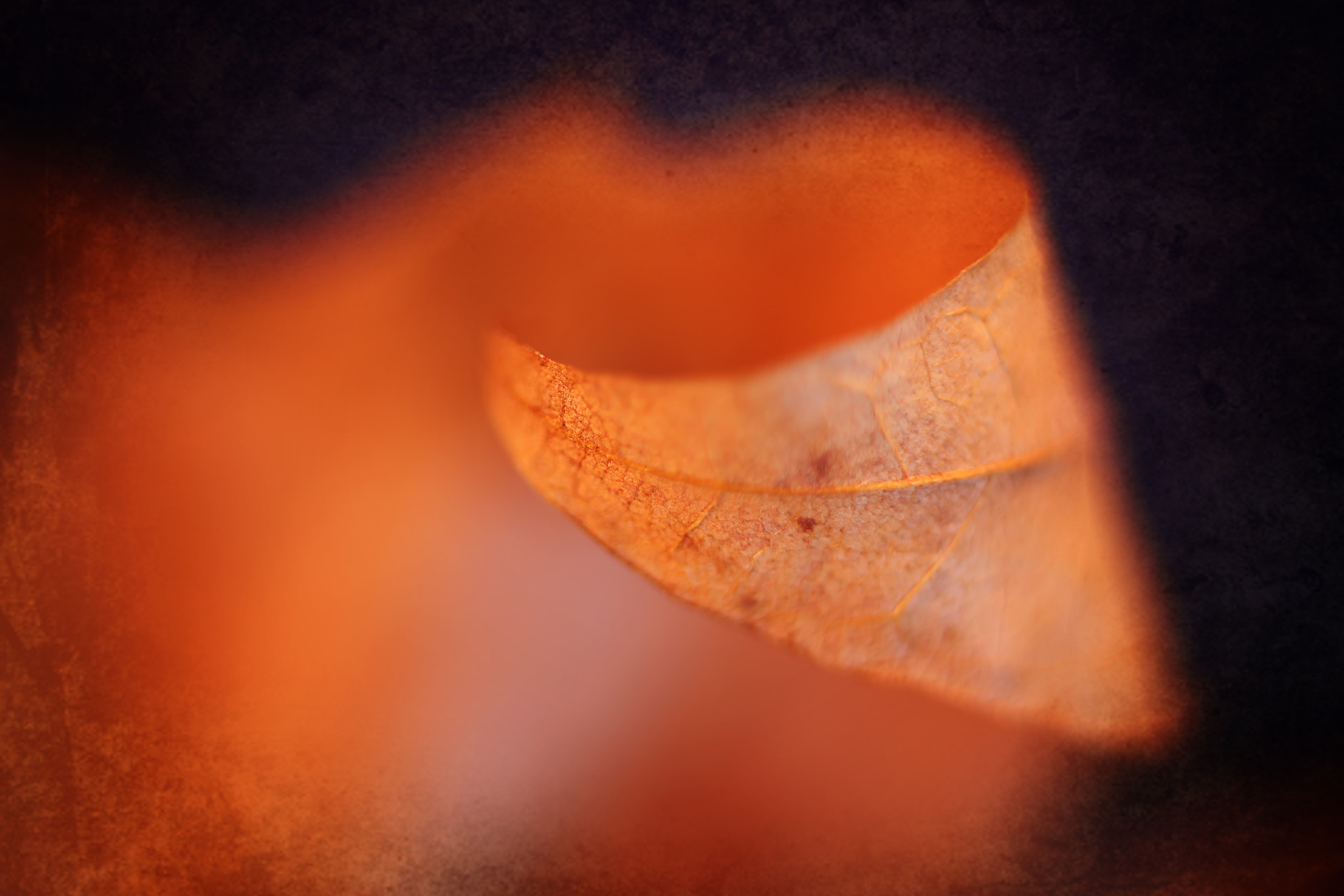 Canon EF 50mm F2.5 Macro sample photo. Humble me photography