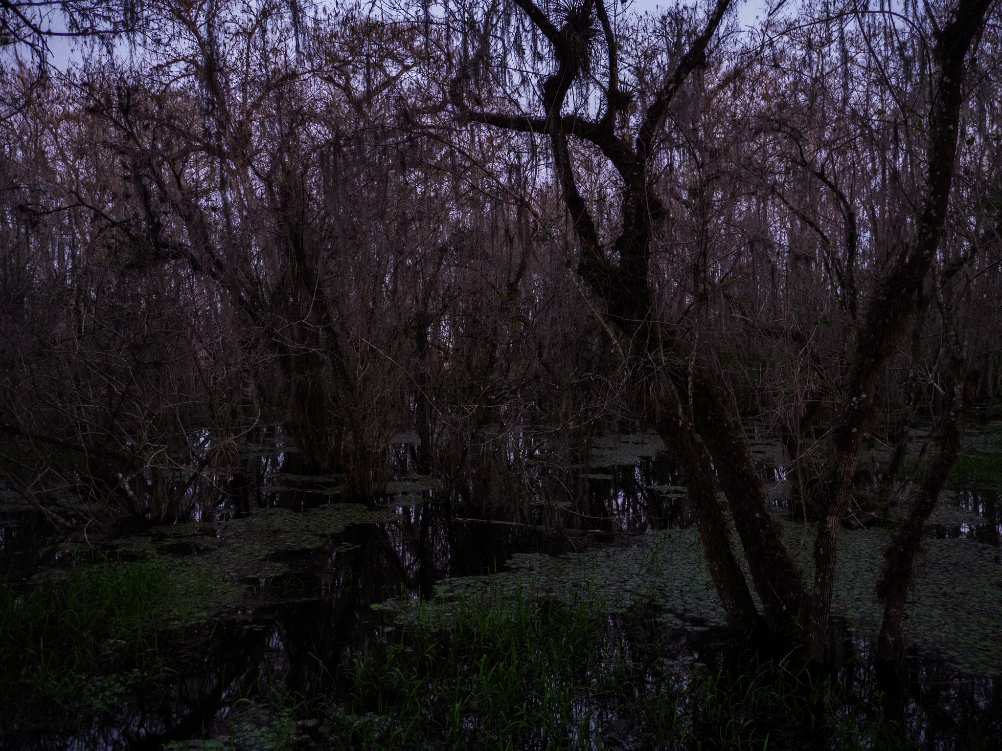 Panasonic Lumix DMC-GH3 sample photo. Swamp trees photography