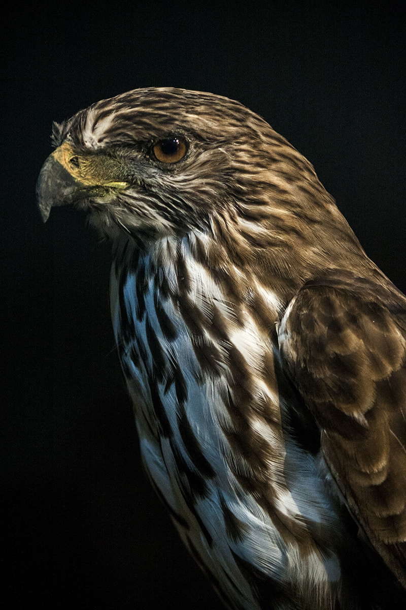 Canon EF-S 55-250mm F4-5.6 IS II sample photo. Elang jawa photography
