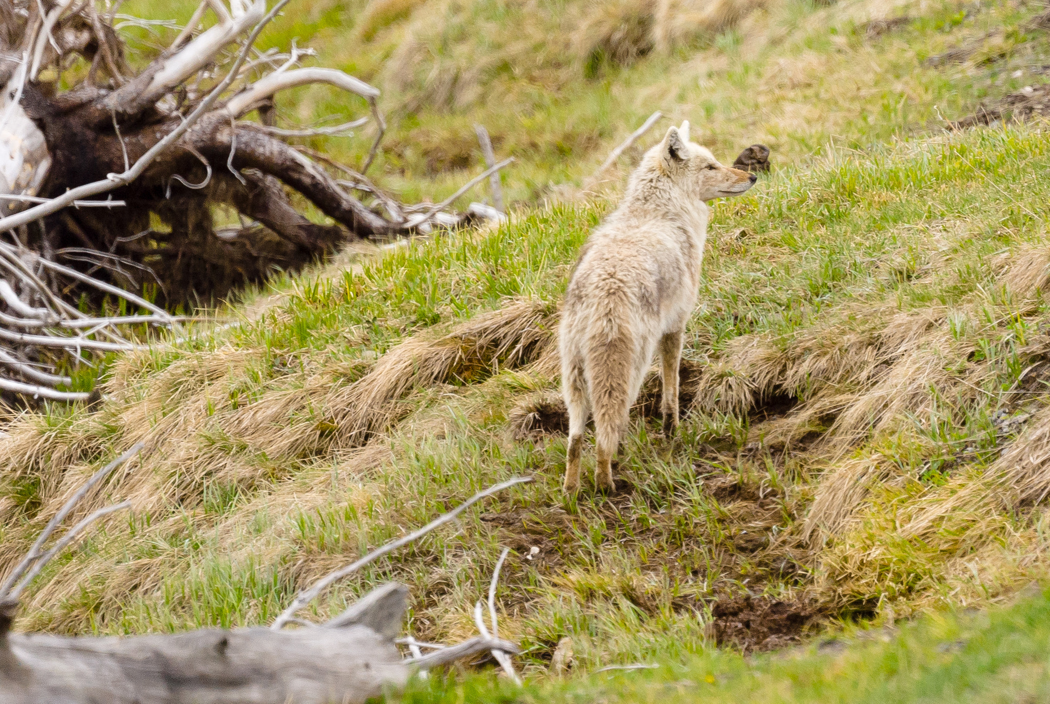 Sony Alpha DSLR-A300 + Sony 500mm F8 Reflex sample photo. Coyote lookout photography