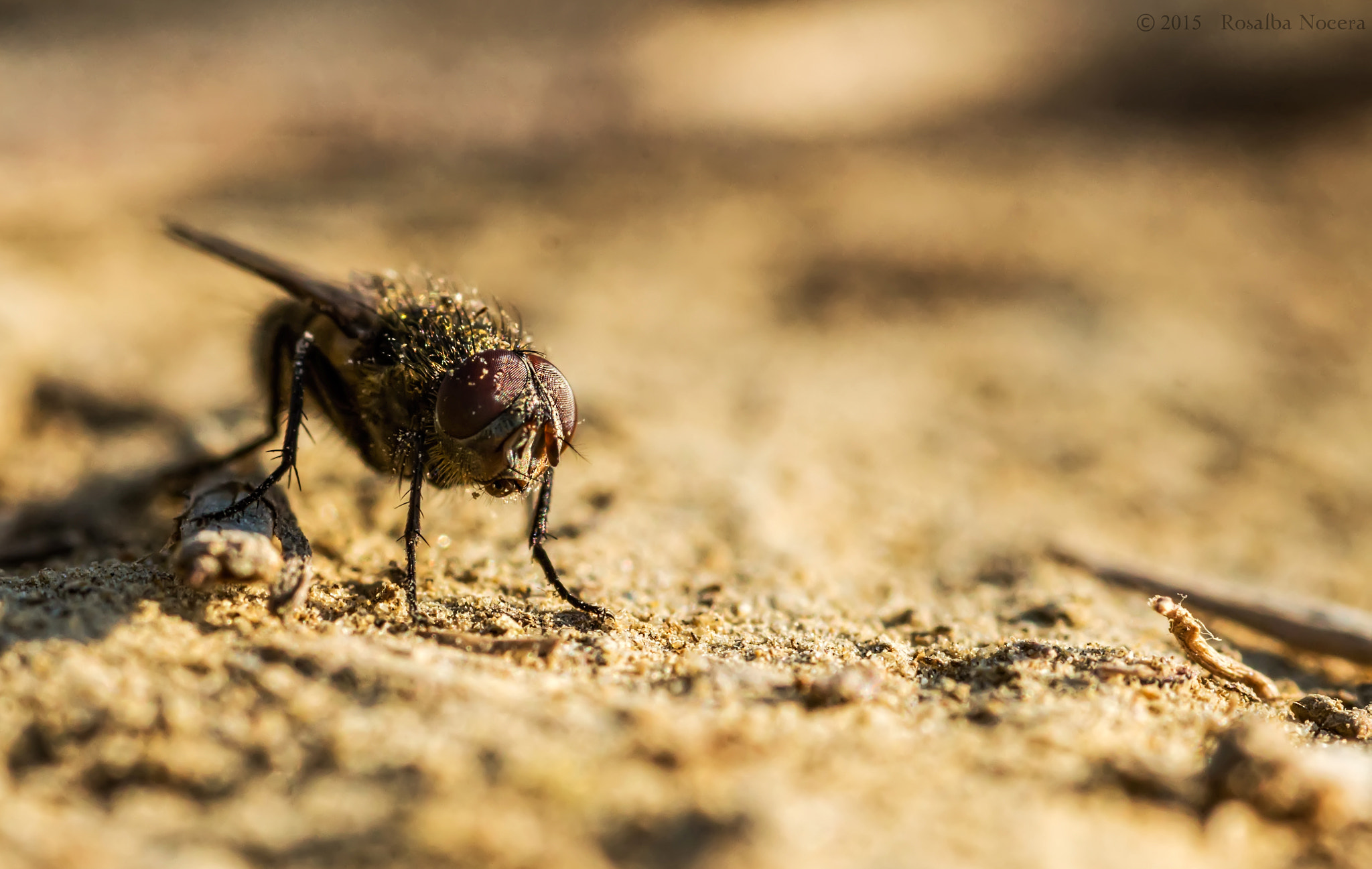 Sony SLT-A58 + Sigma AF 105mm F2.8 EX [DG] Macro sample photo. Fly photography