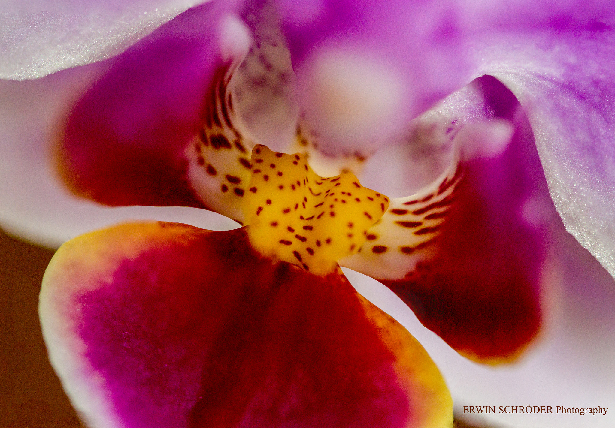 Sony SLT-A58 + 90mm F2.8 Macro SSM sample photo. Orchidee photography