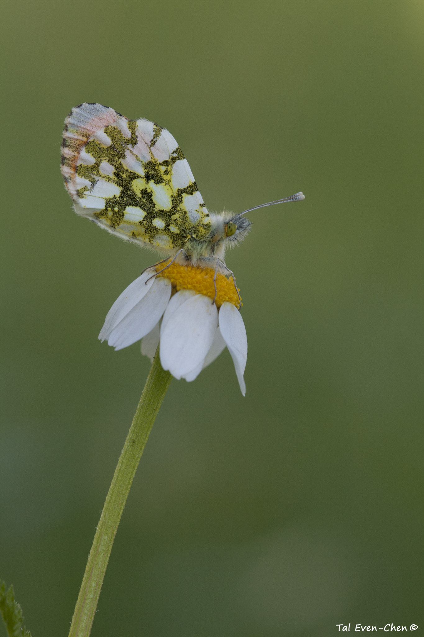Canon EF 100mm F2.8 Macro USM sample photo