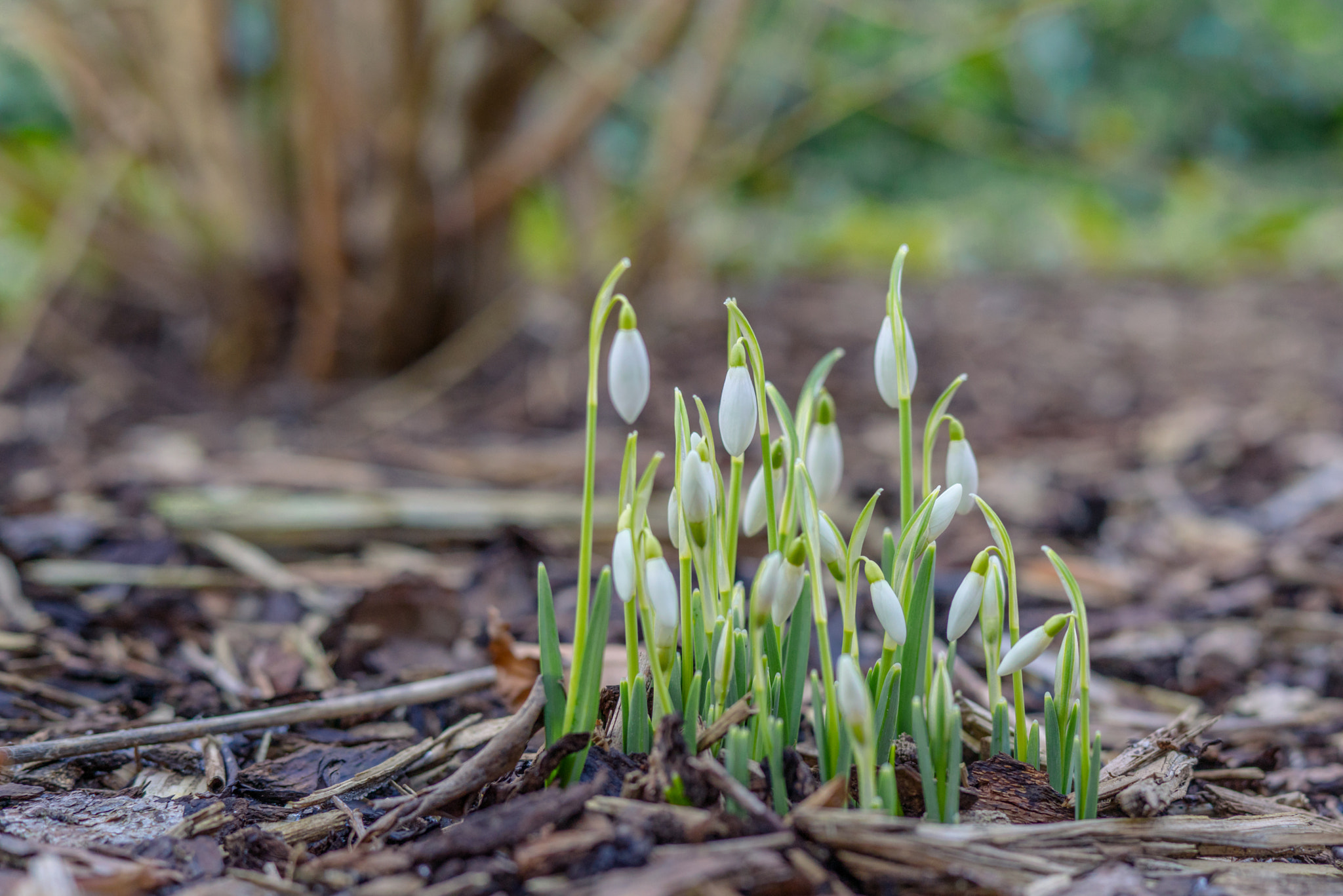 Sony a7R + Sony 50mm F1.4 sample photo. Snowdrop flowers in the springtime photography