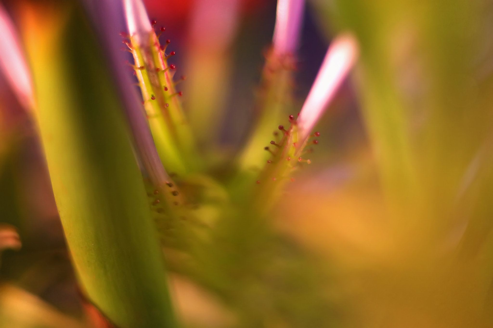 Canon EF 50mm F2.5 Macro sample photo. Psychospin photography