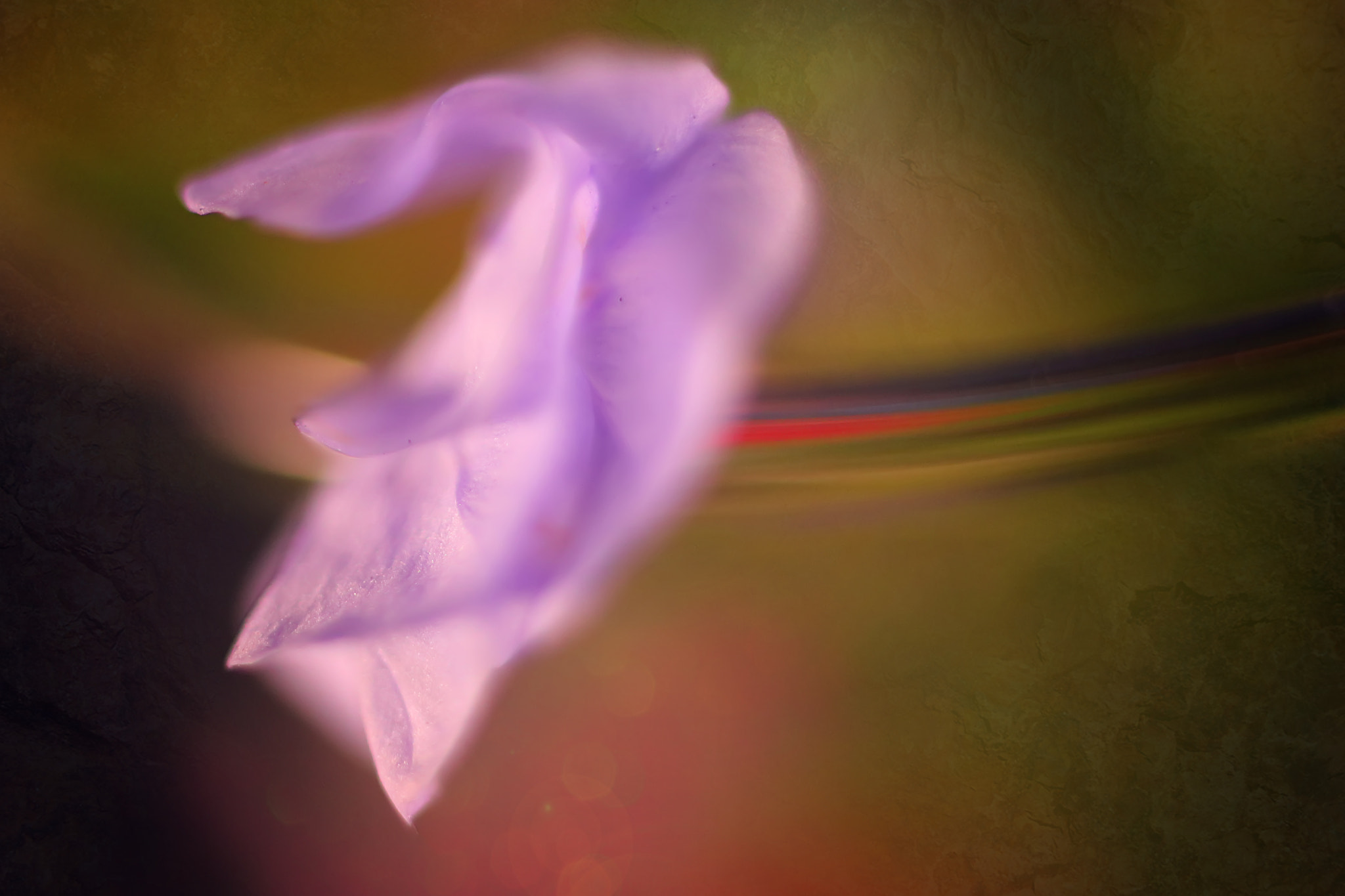 Canon EF 50mm F2.5 Macro sample photo. Blurred lines photography