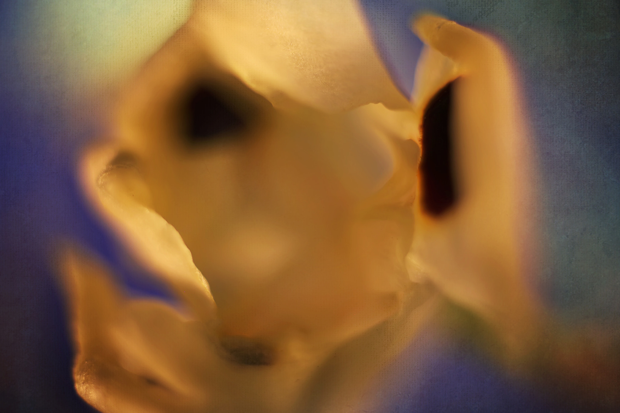 Canon EF 50mm F2.5 Macro sample photo. Pierot photography