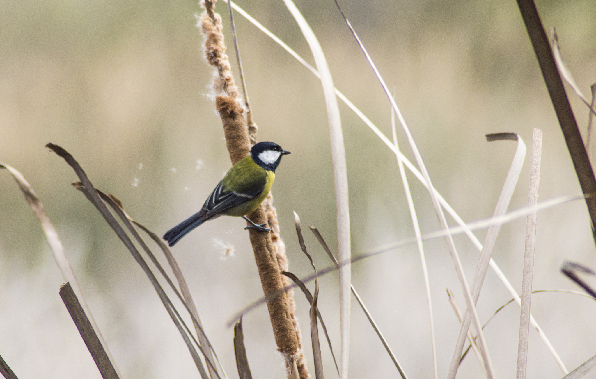 Tamron AF 200-400mm f/5.6 LD IF (75D) sample photo. Carbonero comun - great tit ( parus major ) photography