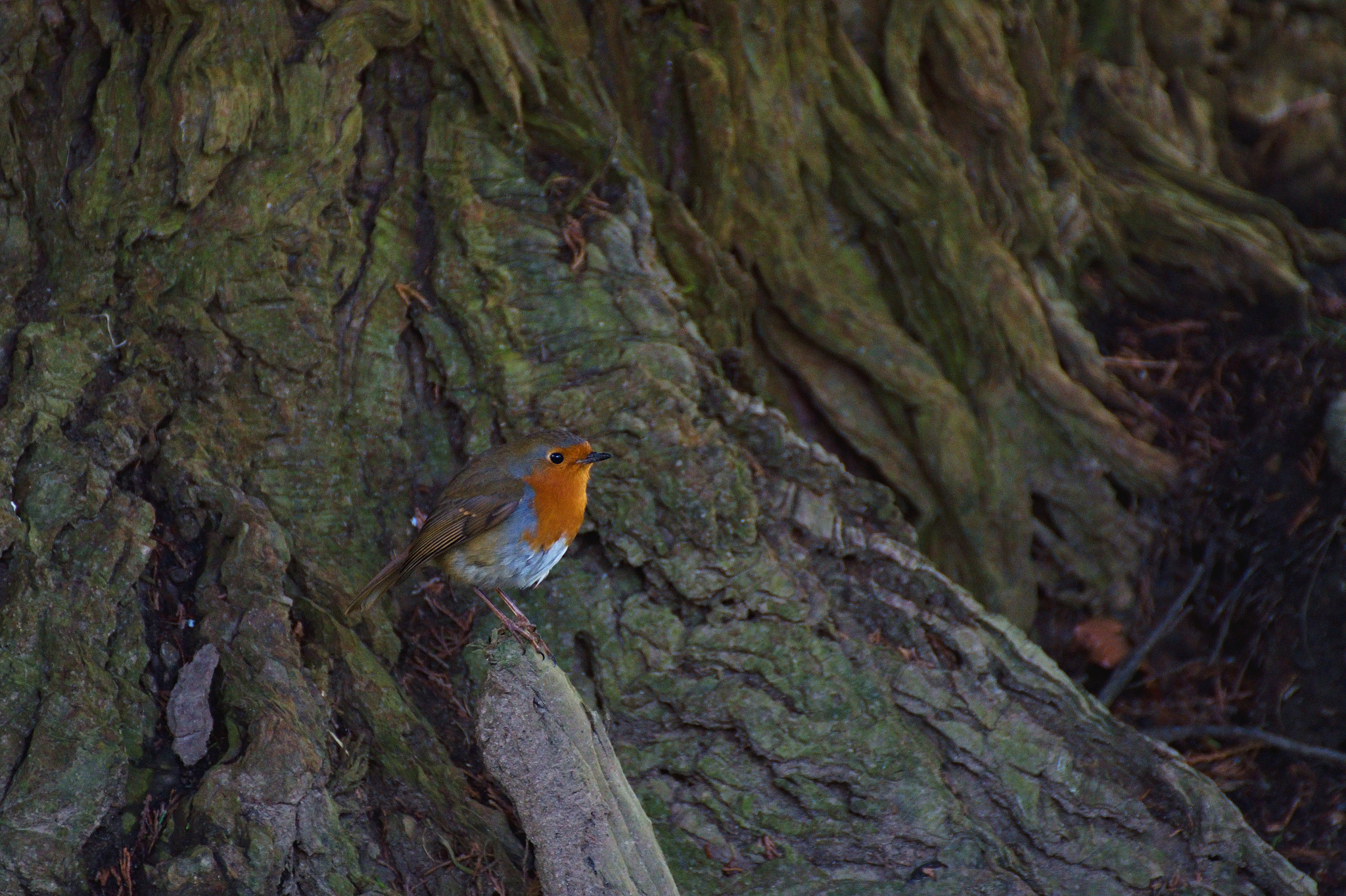 70.00 - 300.00 mm f/4.0 - 5.6 sample photo. Bird photography
