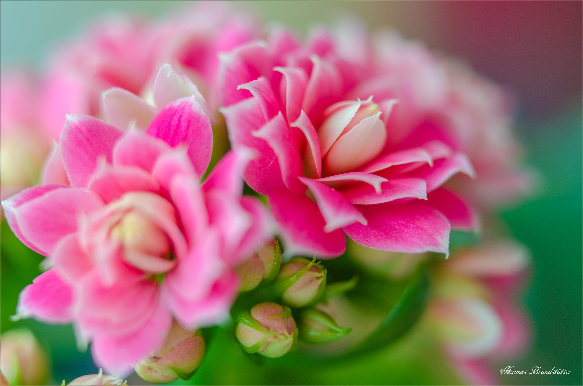 Nikon AF-S Micro-Nikkor 60mm F2.8G ED sample photo. Happy valentine's day photography