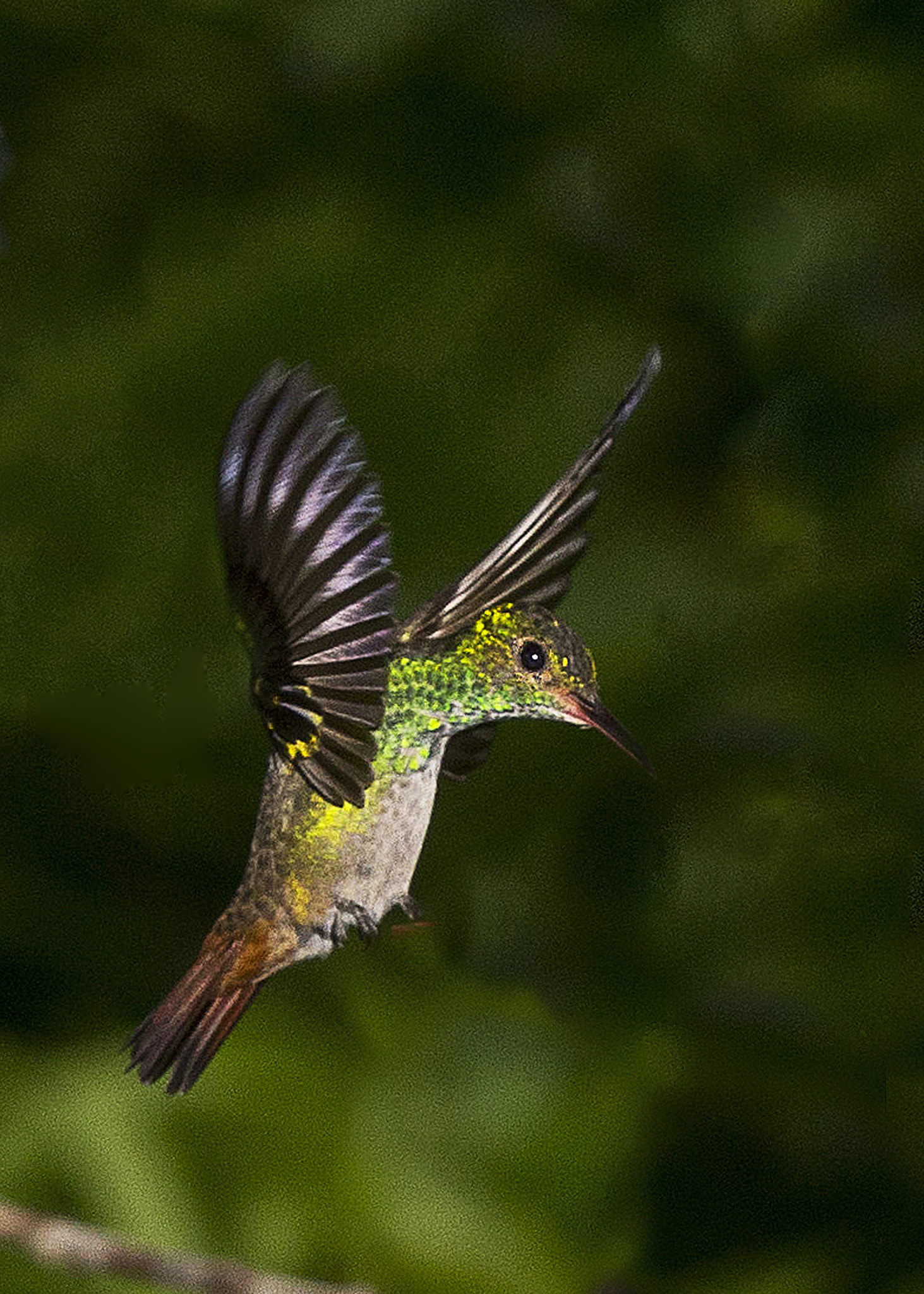 Canon EOS-1D X + Canon EF 70-200mm F2.8L IS II USM sample photo. Rufous tailed humming bird photography