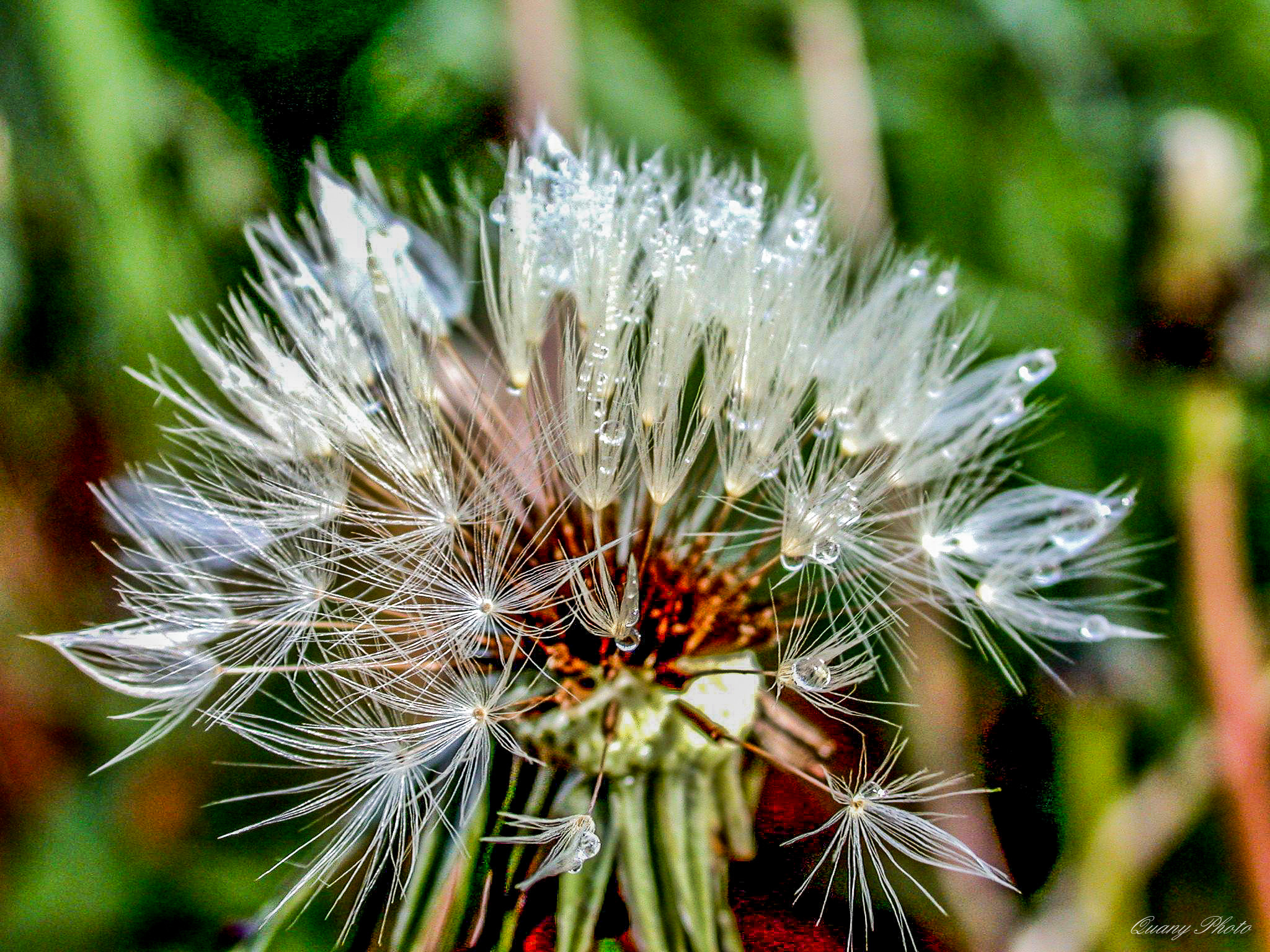 Nikon E995 sample photo. Goutte photography