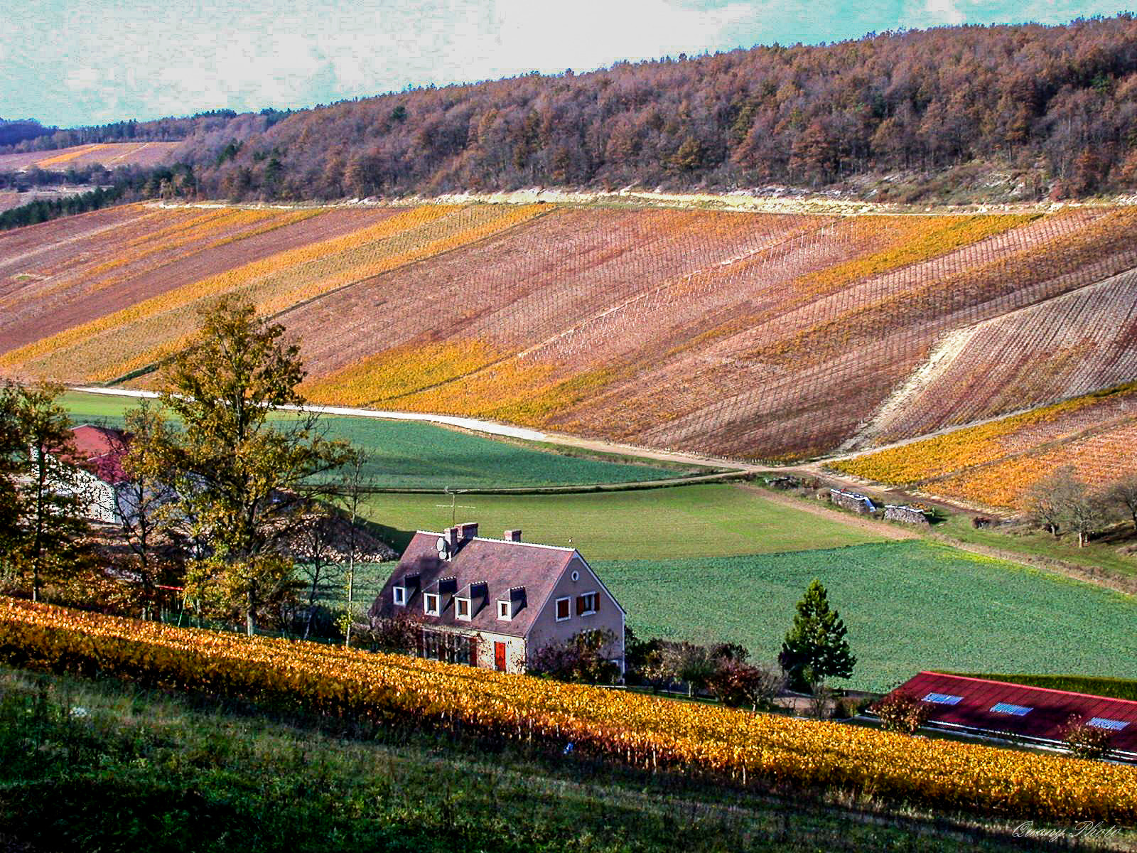 Nikon E995 sample photo. Bourgogne vignes photography