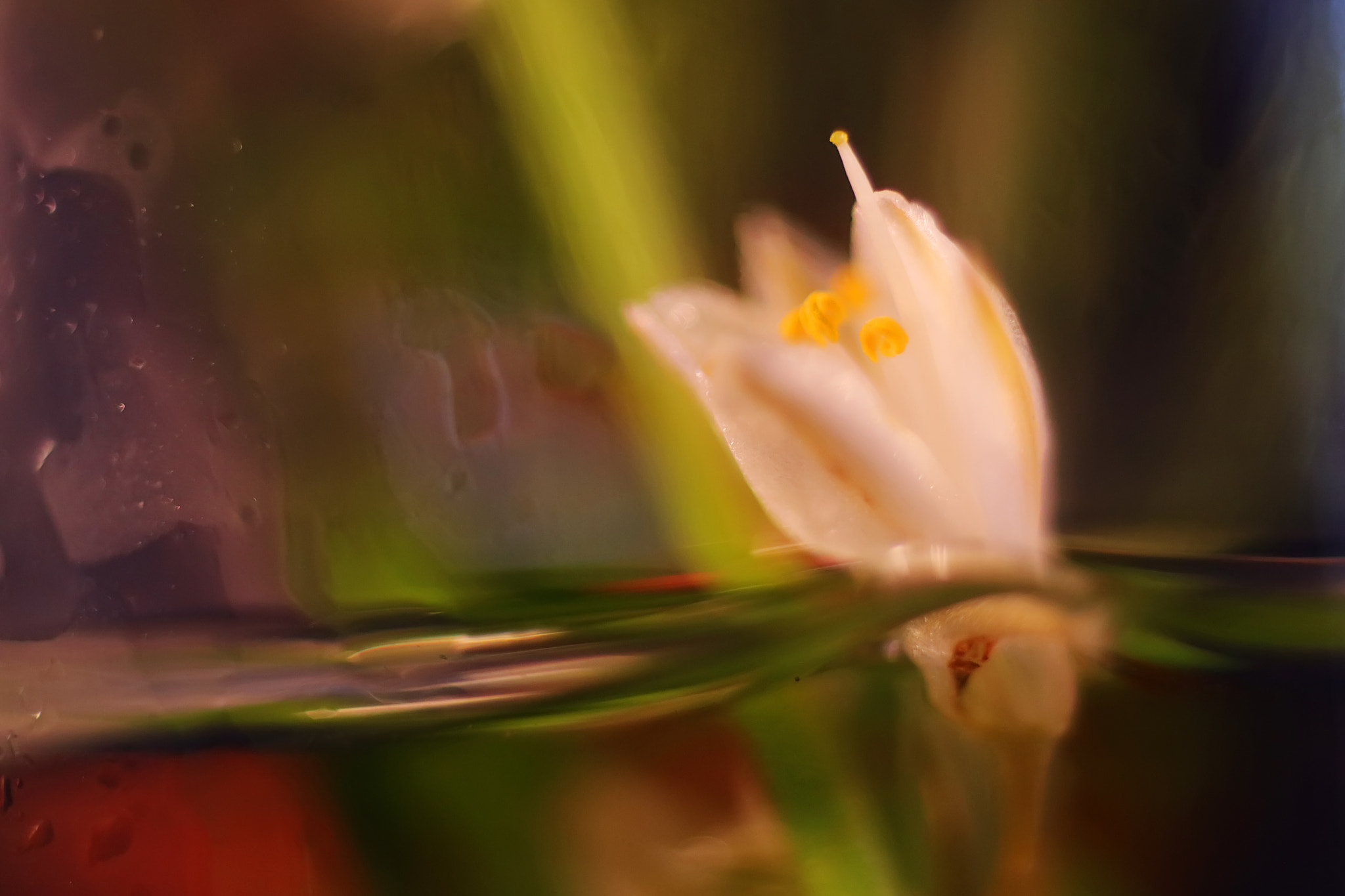 Canon EF 50mm F2.5 Macro sample photo. Submarine photography