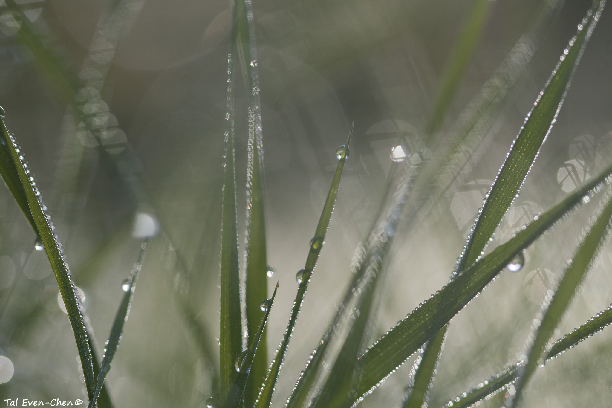 Canon EF 100mm F2.8 Macro USM sample photo. Green photography