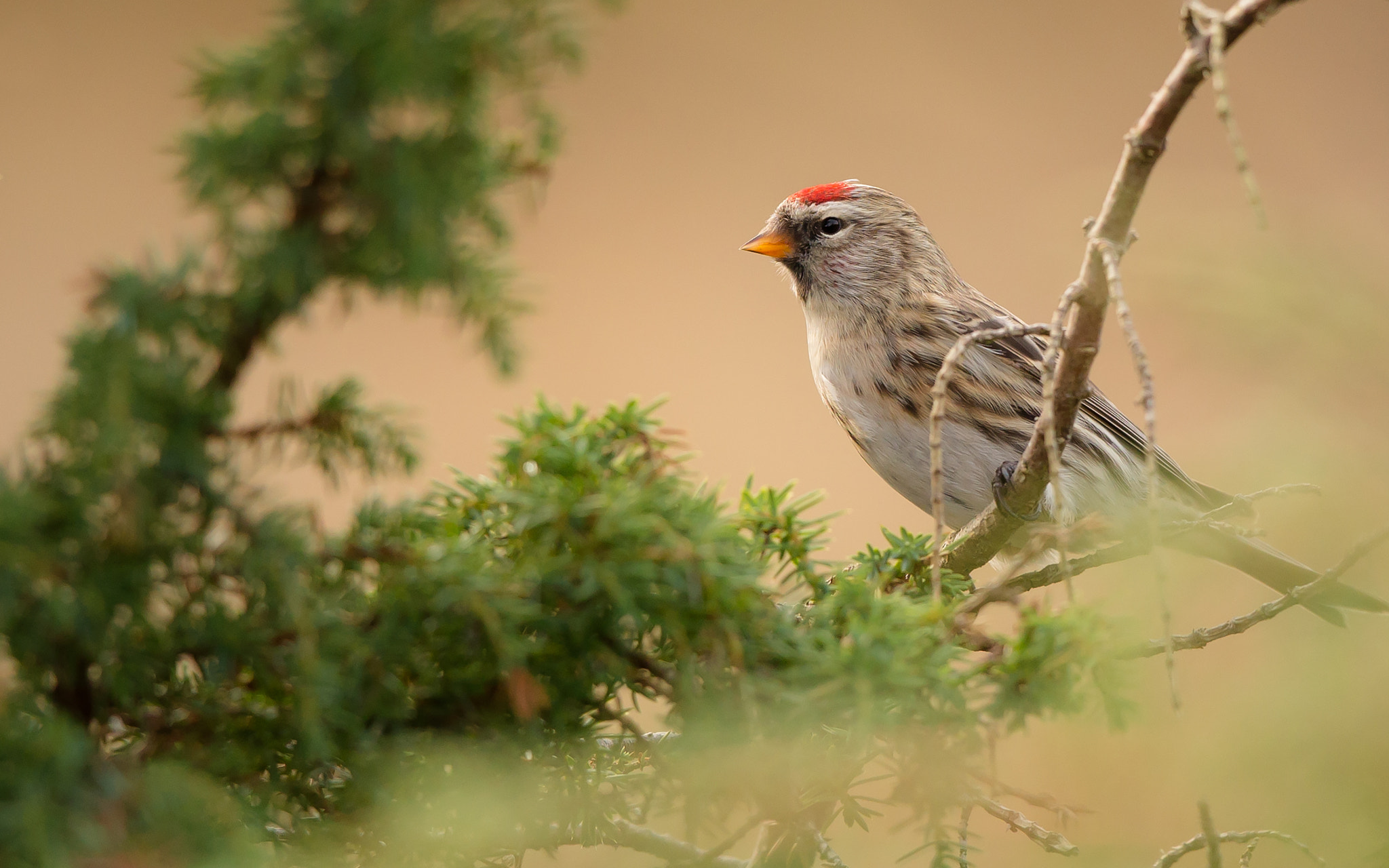 Canon EF 500mm F4L IS II USM sample photo. Sizerin flammé photography