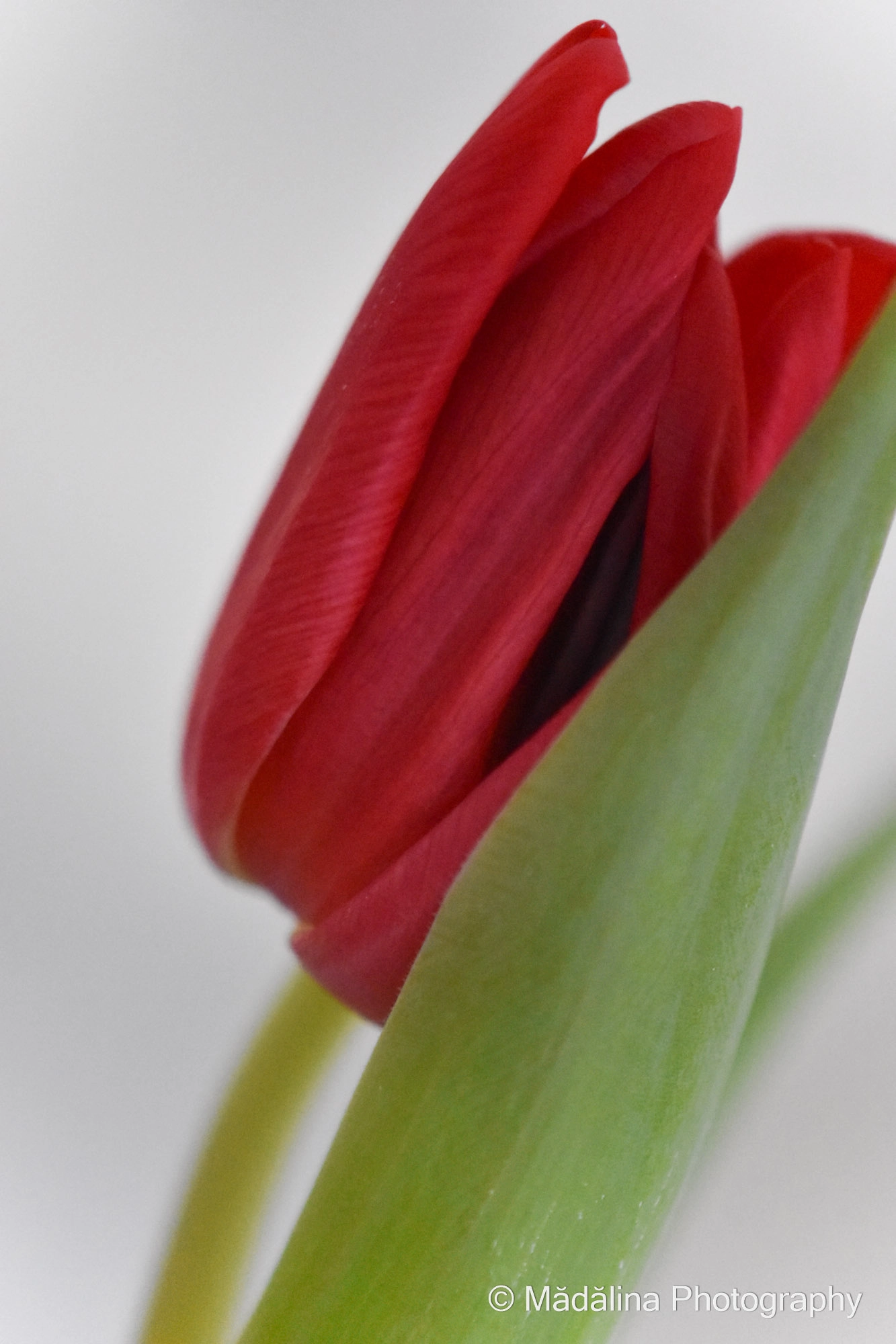 Nikon D7200 + Sigma 50mm F1.4 DG HSM Art sample photo. Red tulip photography