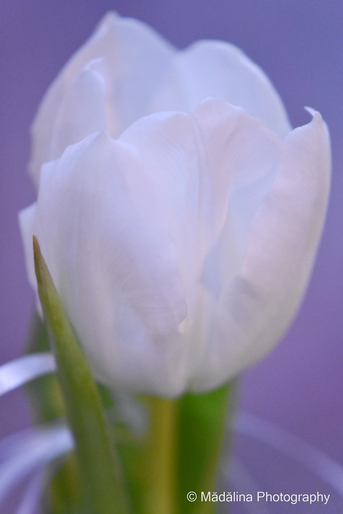Nikon D7200 + Sigma 35mm F1.4 DG HSM Art sample photo. White tulip - a delicate flower photography