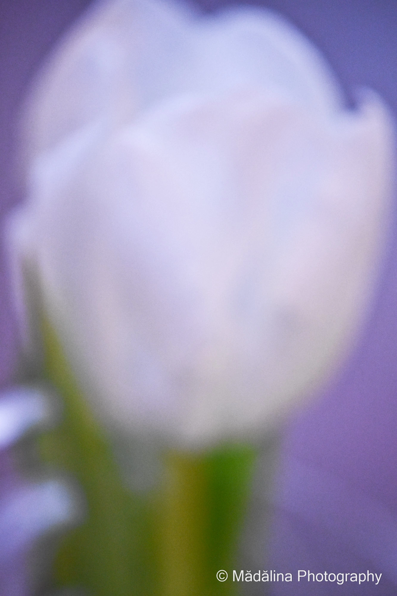Nikon D7200 + Nikon AF Nikkor 85mm F1.8D sample photo. White tulip abstract - a delicate flower photography