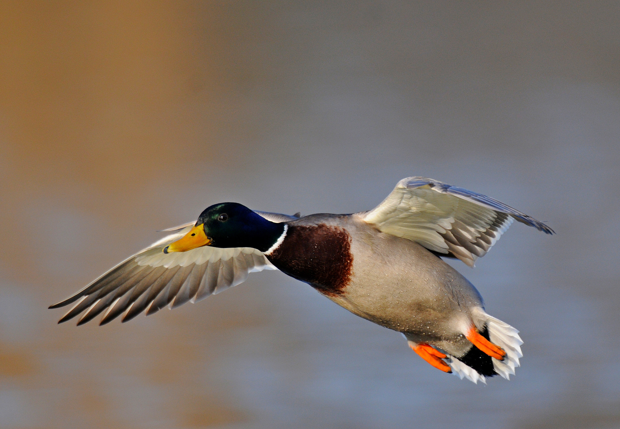 Nikon D300 + AF-S Nikkor 600mm f/4D IF-ED sample photo. Mallard in flight photography