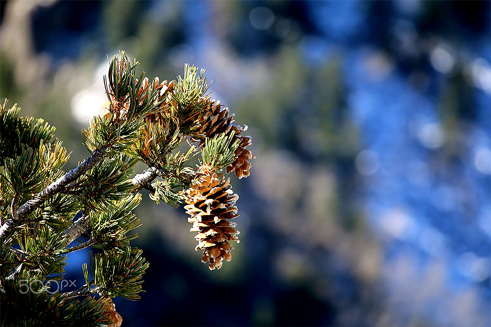 Canon EF-S 55-250mm F4-5.6 IS STM sample photo. Christmas pinecone photography