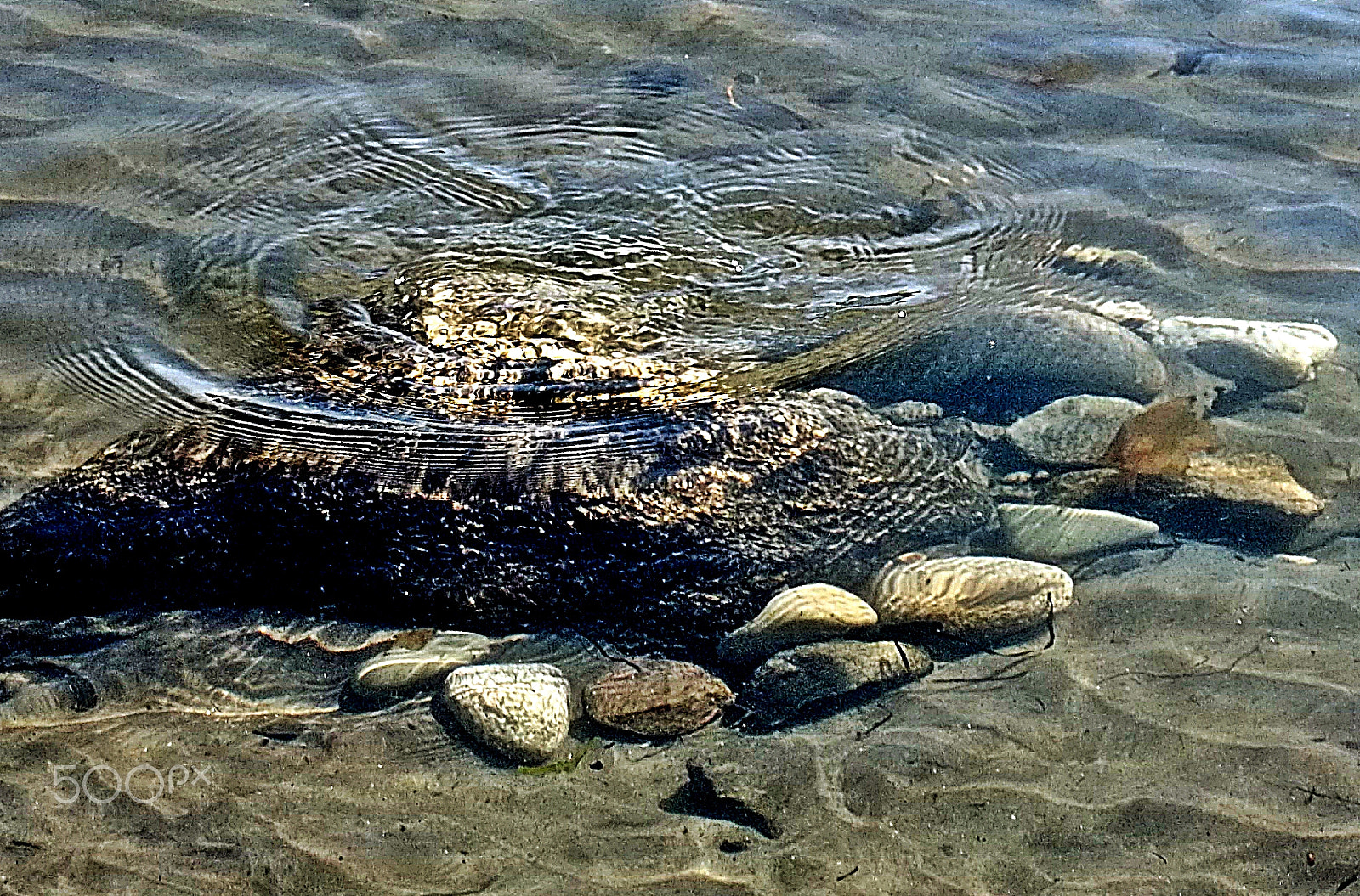 Kodak EASYSHARE M575 DIGITAL CAMERA sample photo. Ocean rocks and wave ripples photography