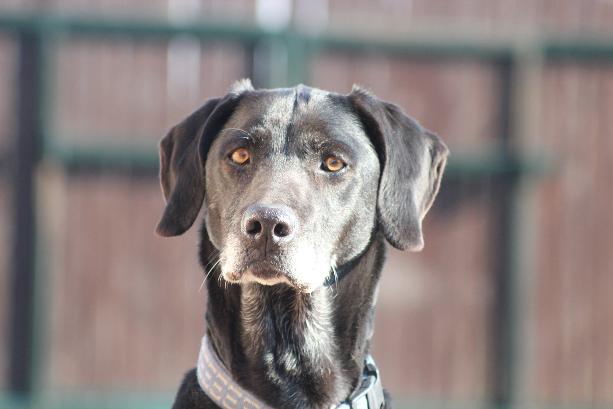 Canon EF 80-200mm F4.5-5.6 II sample photo. Attentive photography