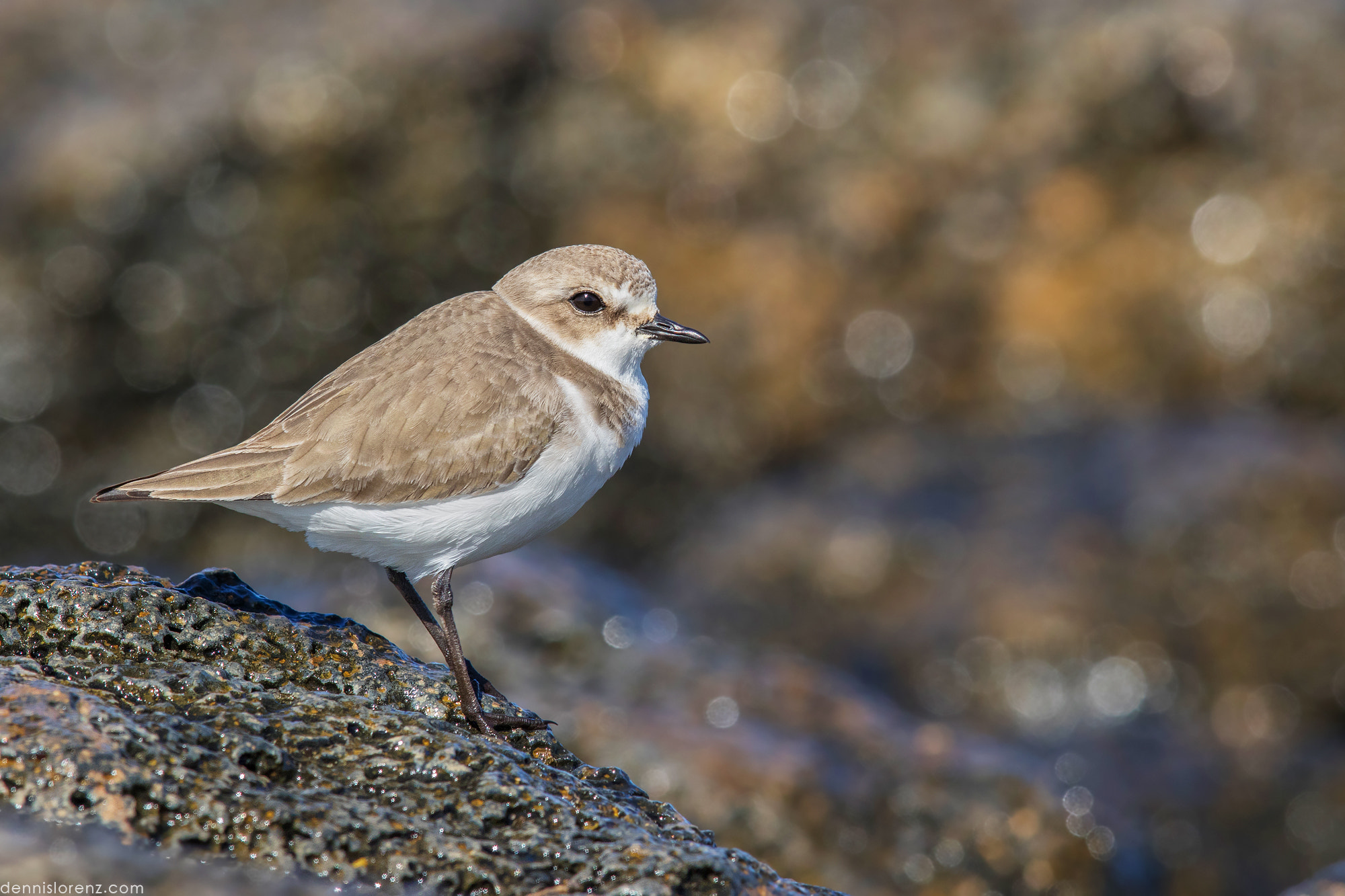 Canon EF 600mm F4L IS II USM sample photo. Kentish plover | seeregenpfeifer photography