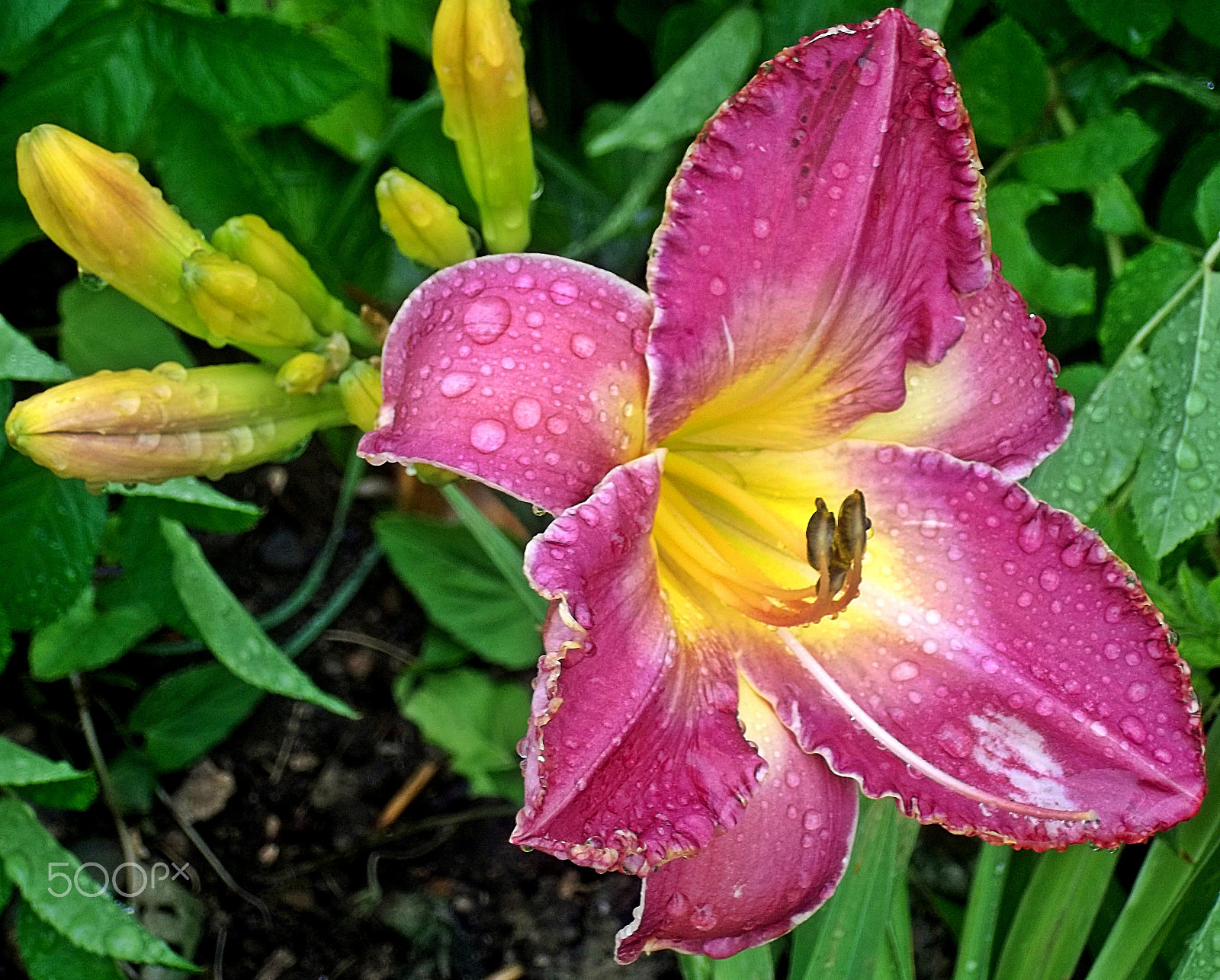 Kodak EASYSHARE M575 DIGITAL CAMERA sample photo. Lily after a summer rain storm photography