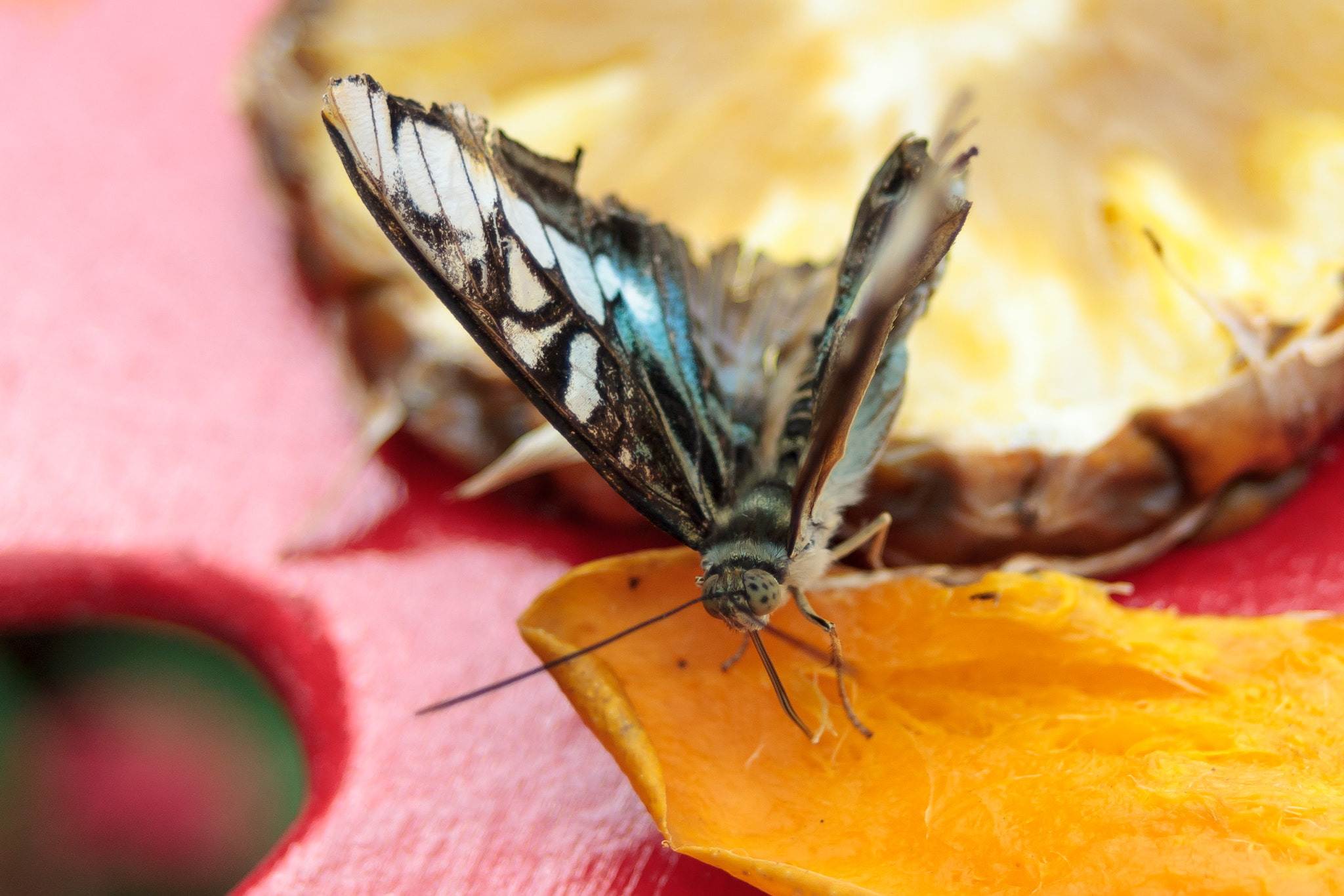 Sony Alpha DSLR-A300 + 35-70mm F4 sample photo. Buttefly on fruit photography