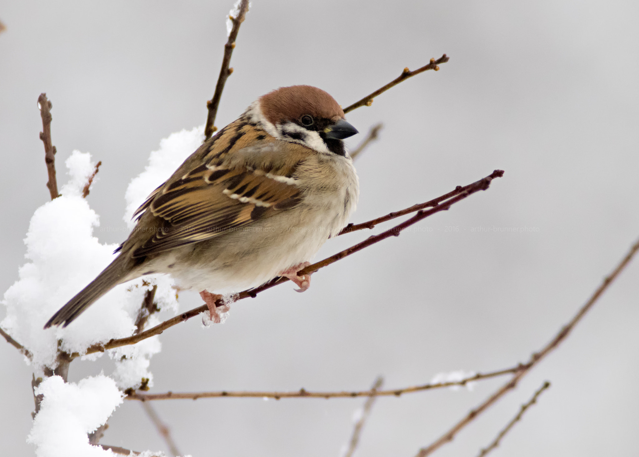 Olympus Zuiko Digital ED 90-250mm F2.8 sample photo. Sperling photography