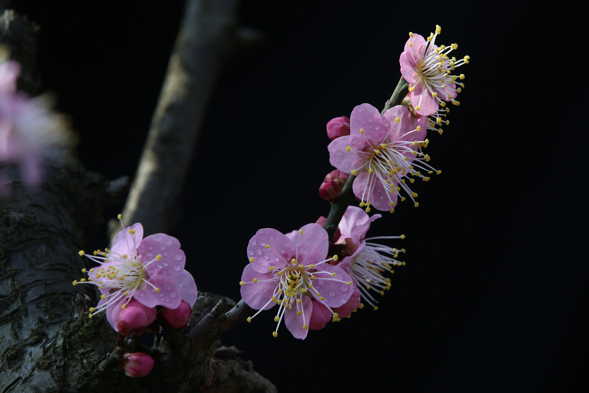 Canon EF 70-200mm F2.8L IS II USM sample photo