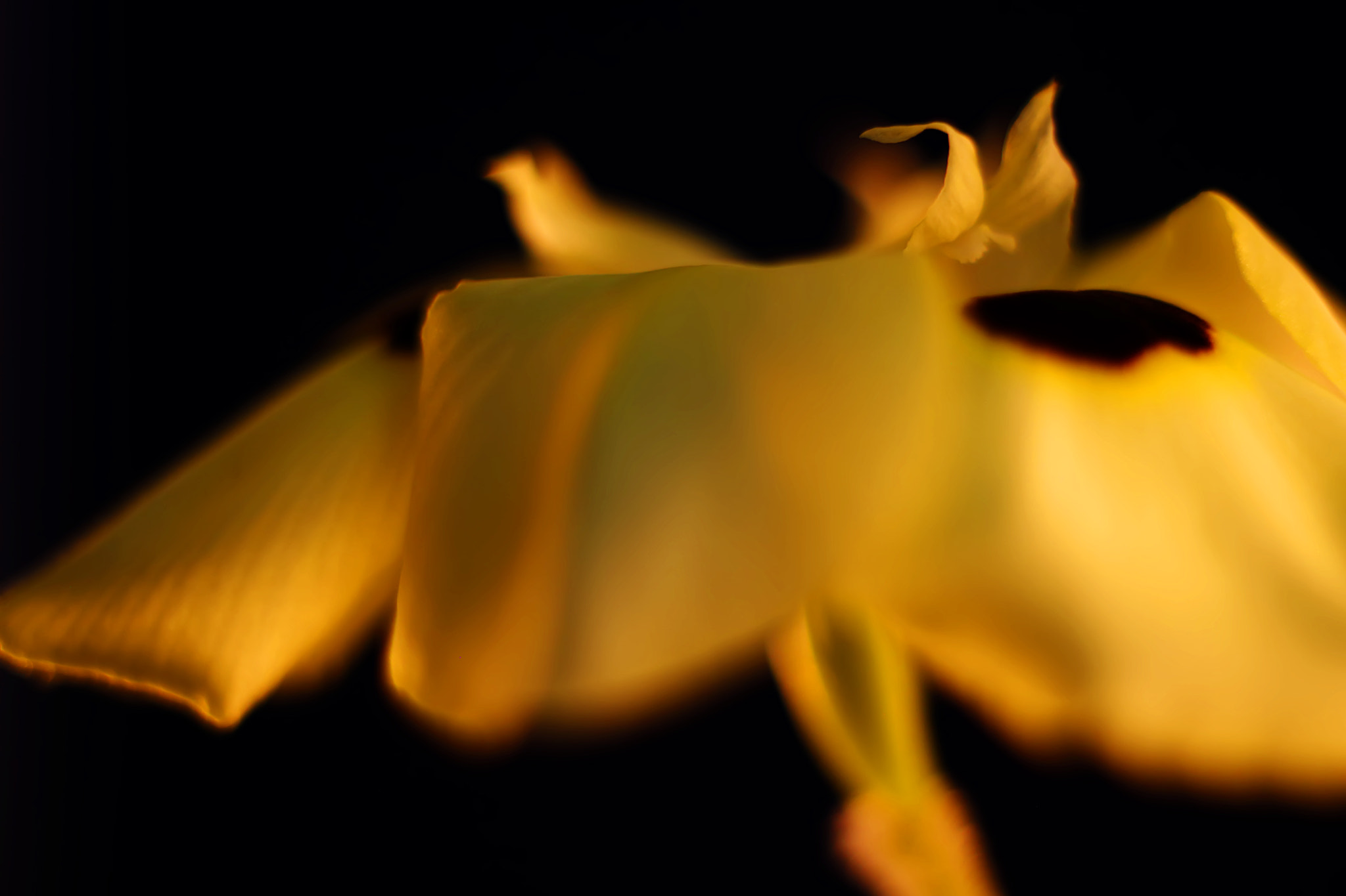 Canon EF 50mm F2.5 Macro sample photo. Private dancer photography