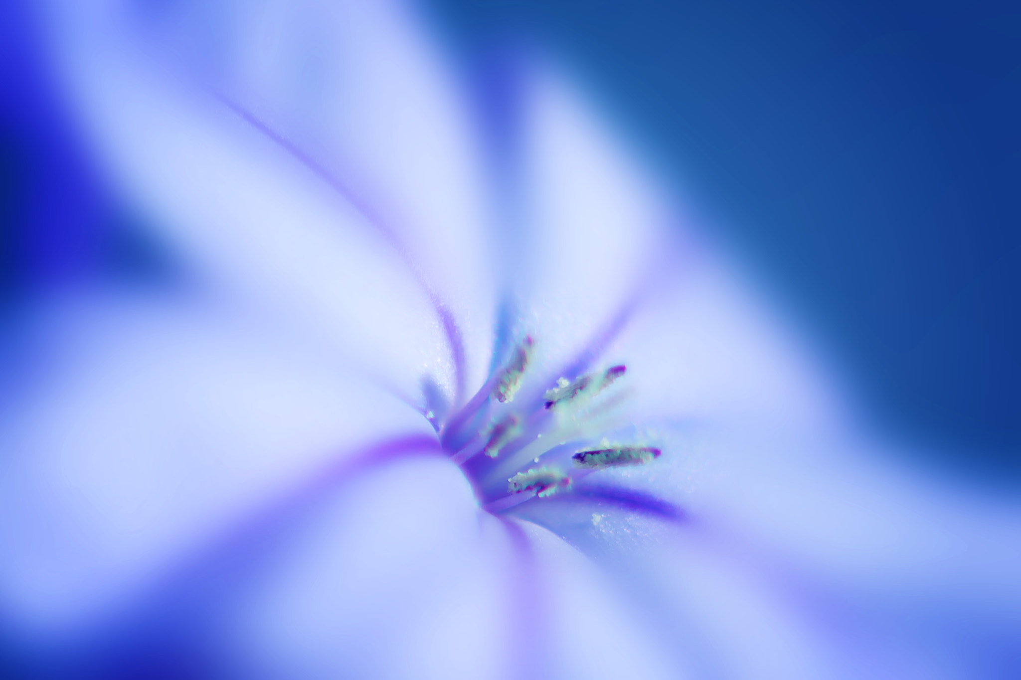 Canon EF 50mm F2.5 Macro sample photo. Mon amour photography