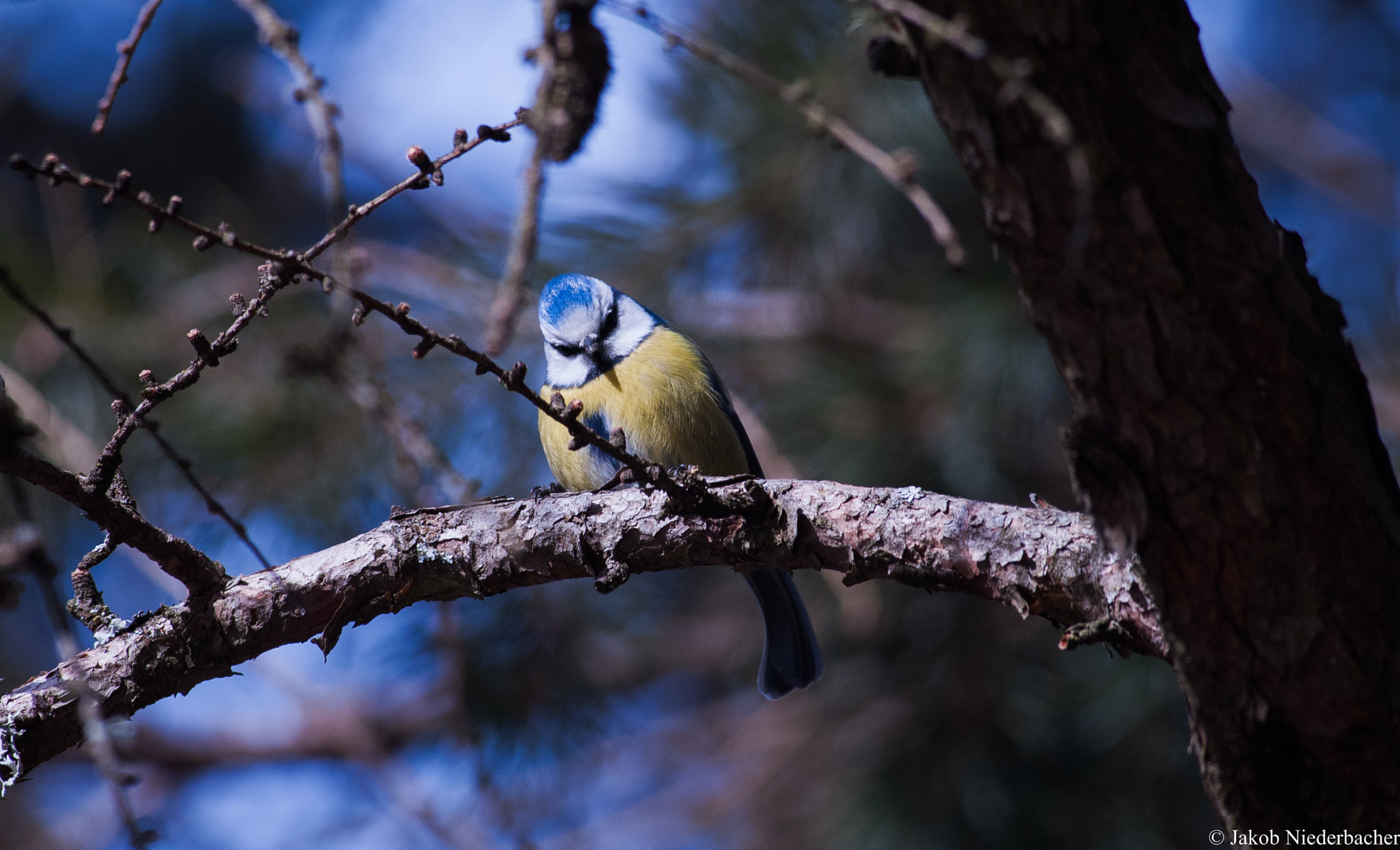 Sony Alpha DSLR-A300 sample photo. Cyanistes caeruleus photography