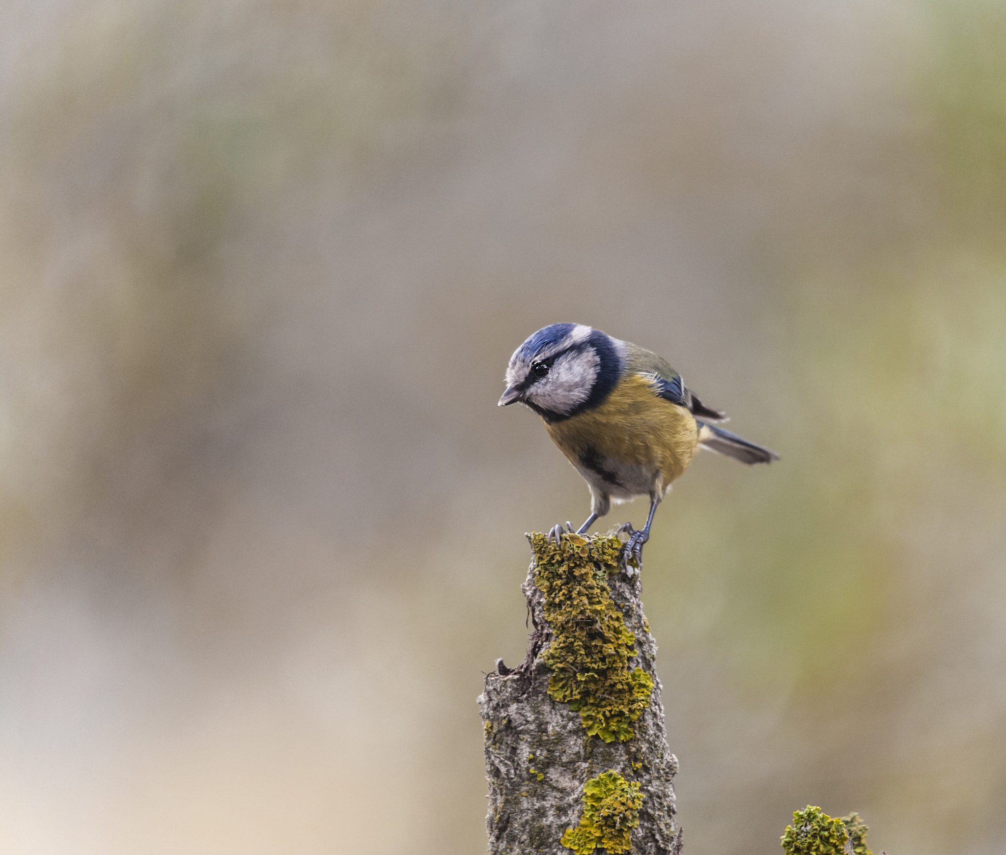 Sigma 50-500mm F4.5-6.3 DG OS HSM sample photo. Hererillo photography