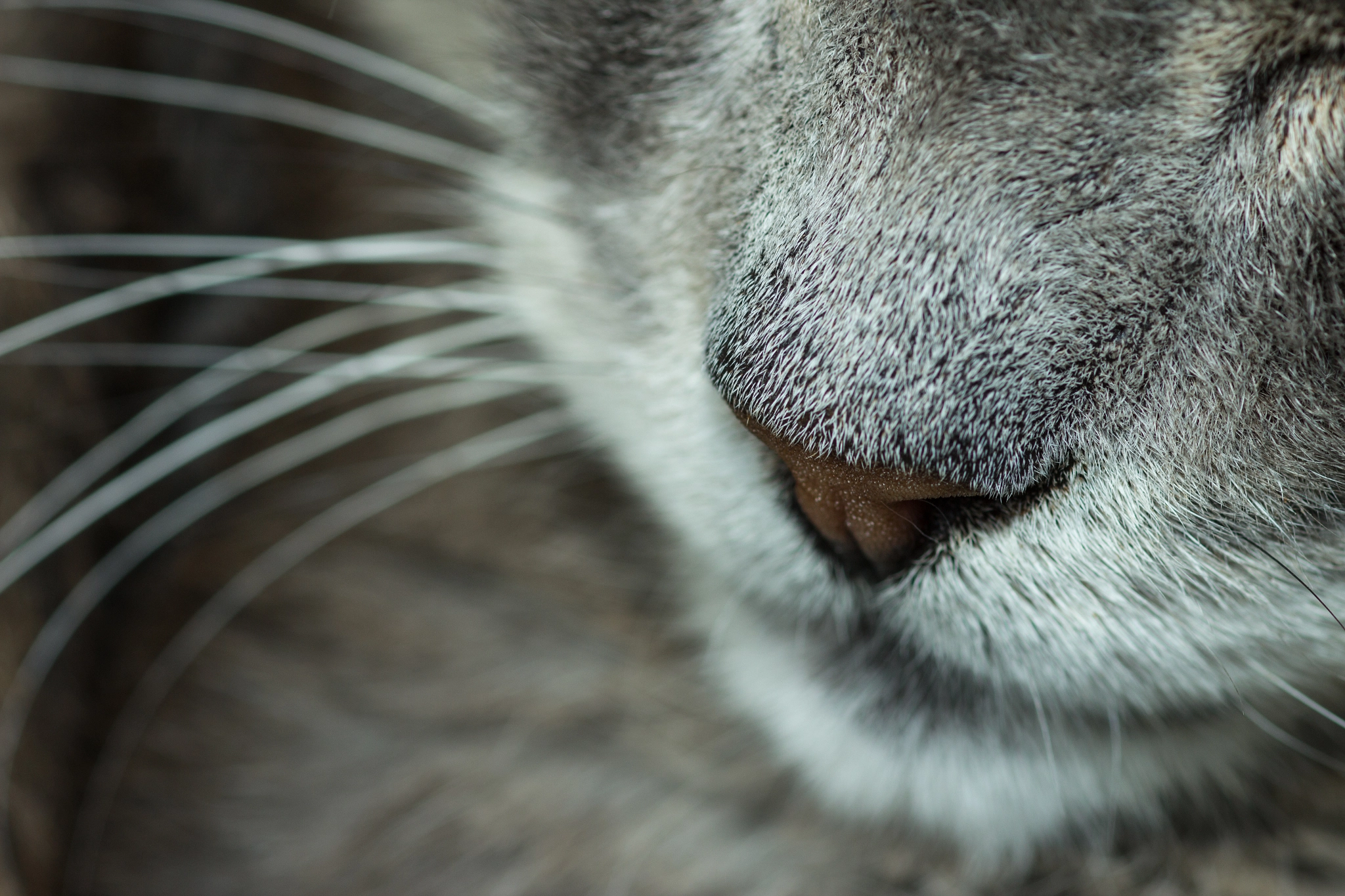 Canon EOS 600D (Rebel EOS T3i / EOS Kiss X5) + Canon EF 100mm F2.8 Macro USM sample photo. That nose photography