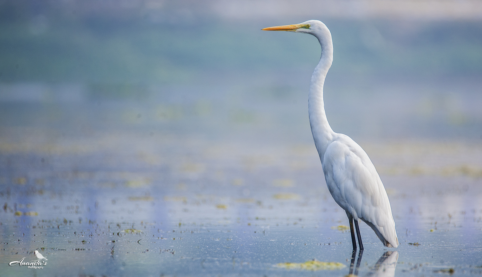 Tamron SP 150-600mm F5-6.3 Di VC USD sample photo. Alone in the mist photography
