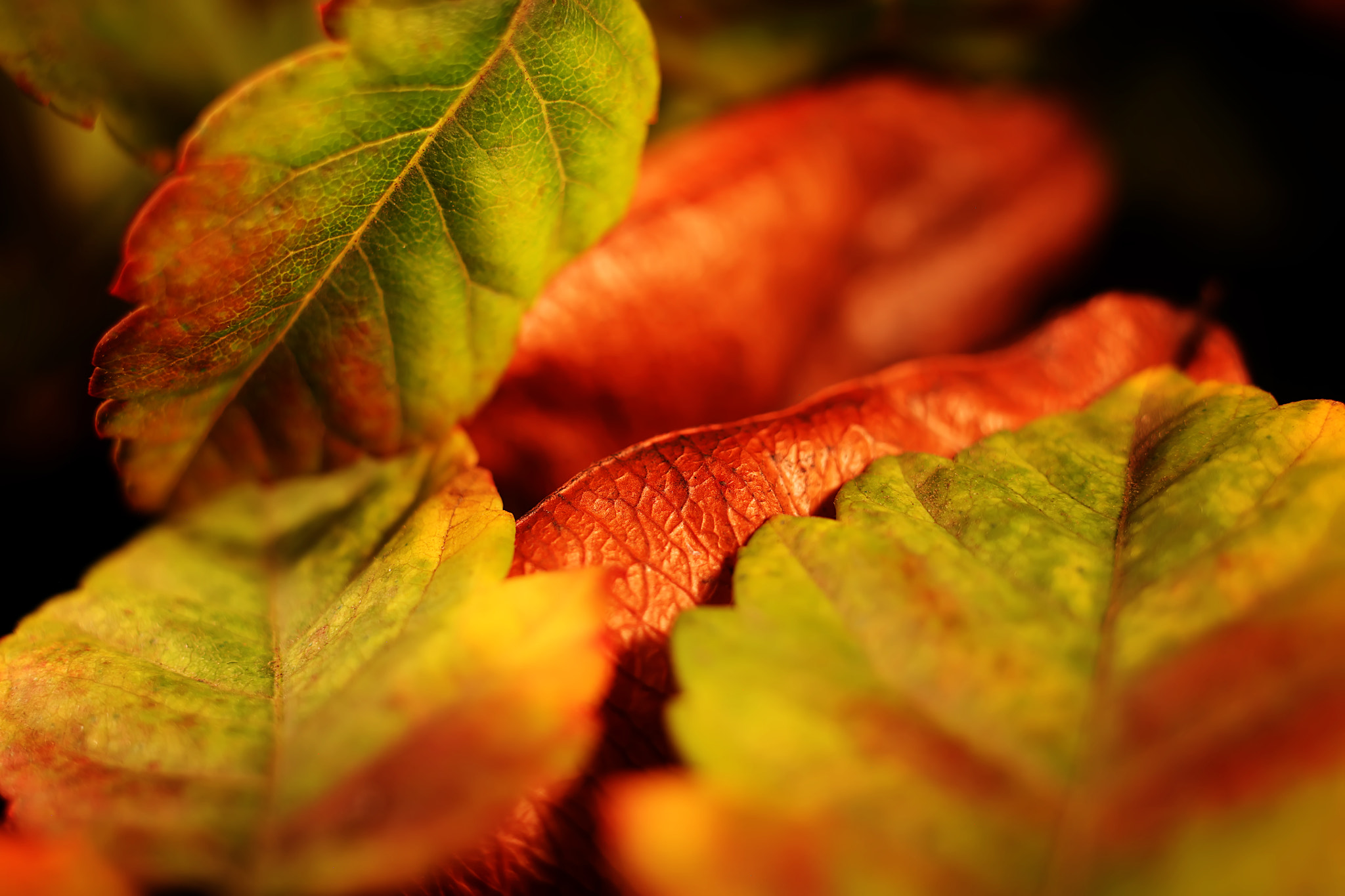 Canon EF 50mm F2.5 Macro sample photo. Gentle nudge photography