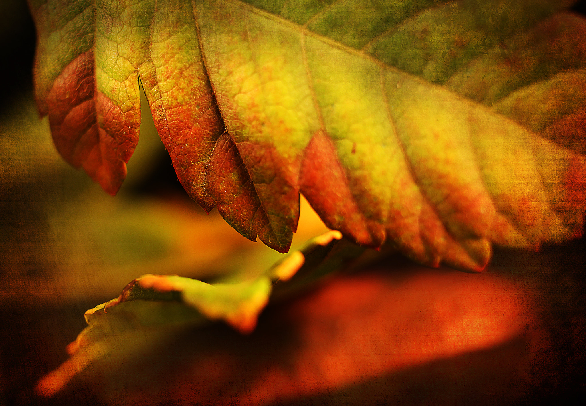 Canon EF 50mm F2.5 Macro sample photo. Shades of autumn photography
