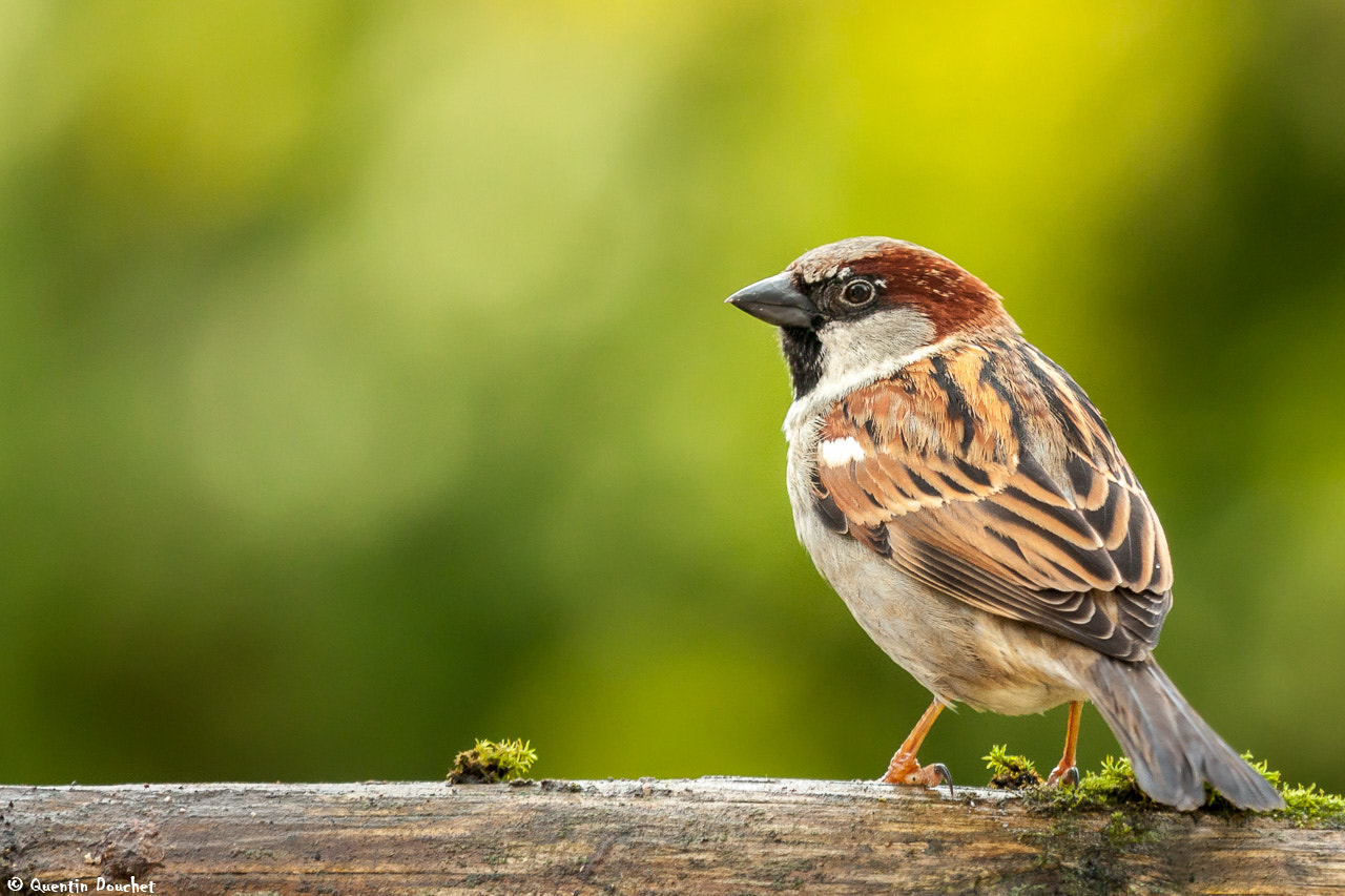 Canon EF 100-400mm F4.5-5.6L IS USM sample photo. Moineau photography