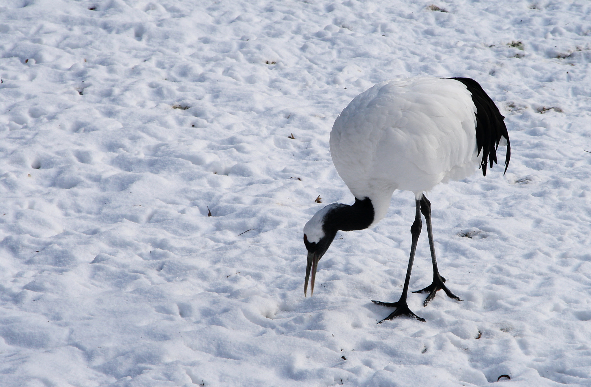 Sigma 18-125mm F3.8-5.6 DC OS HSM sample photo. Grus on the snow photography
