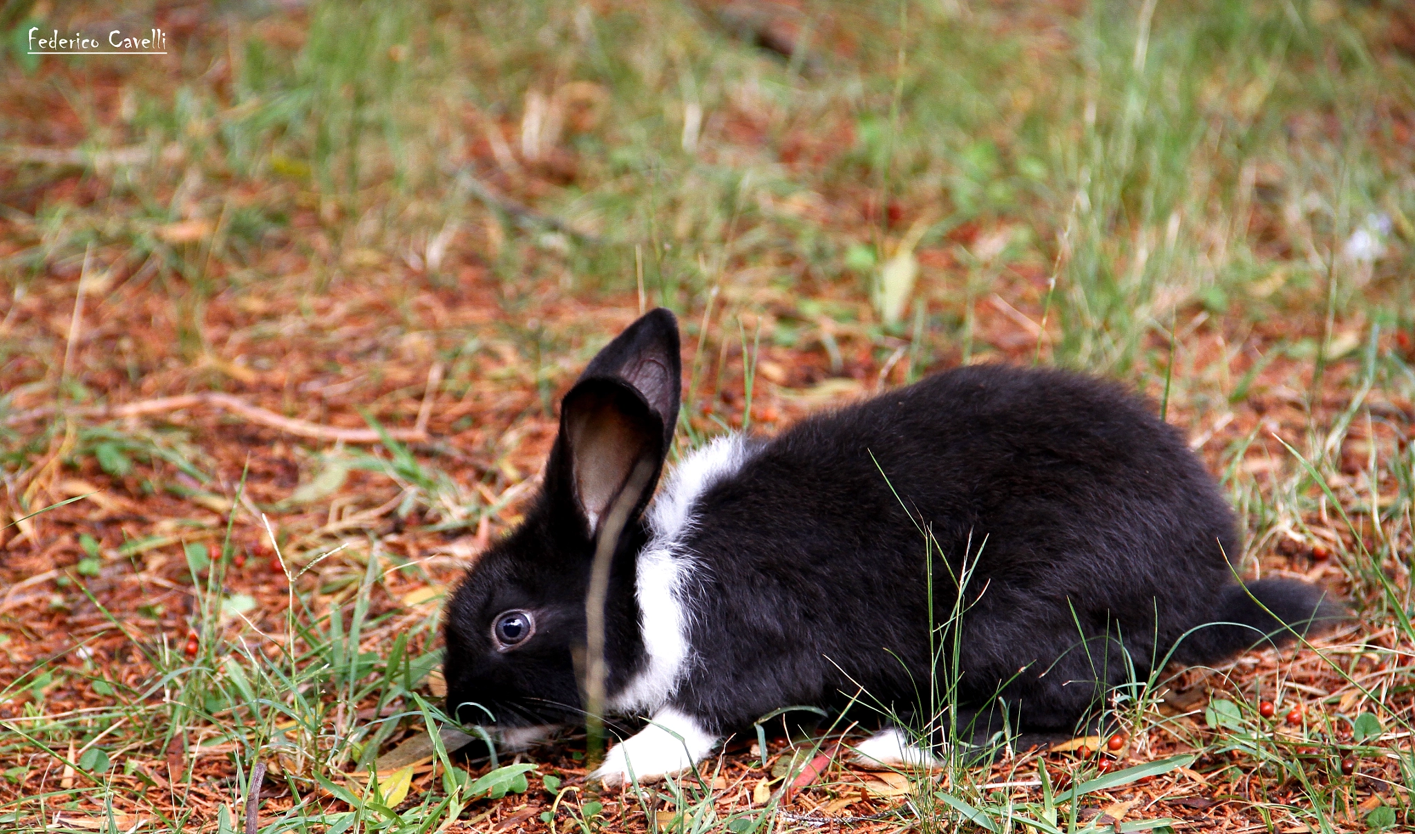 Canon EF-S 18-135mm F3.5-5.6 IS sample photo. Conejo photography
