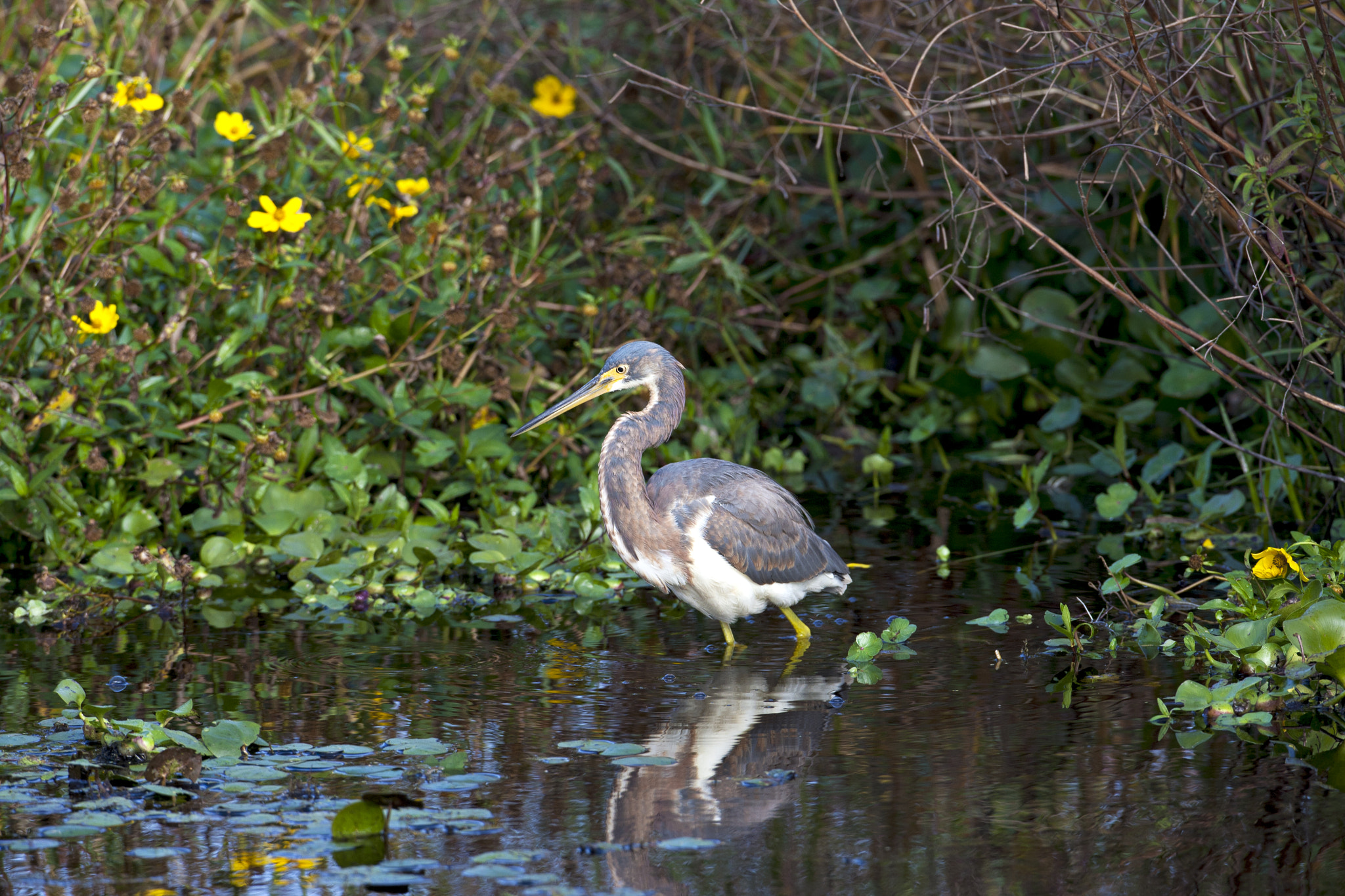 Canon EOS-1D Mark III + Canon EF 500mm F4L IS USM sample photo. Tri colored heron 2 photography
