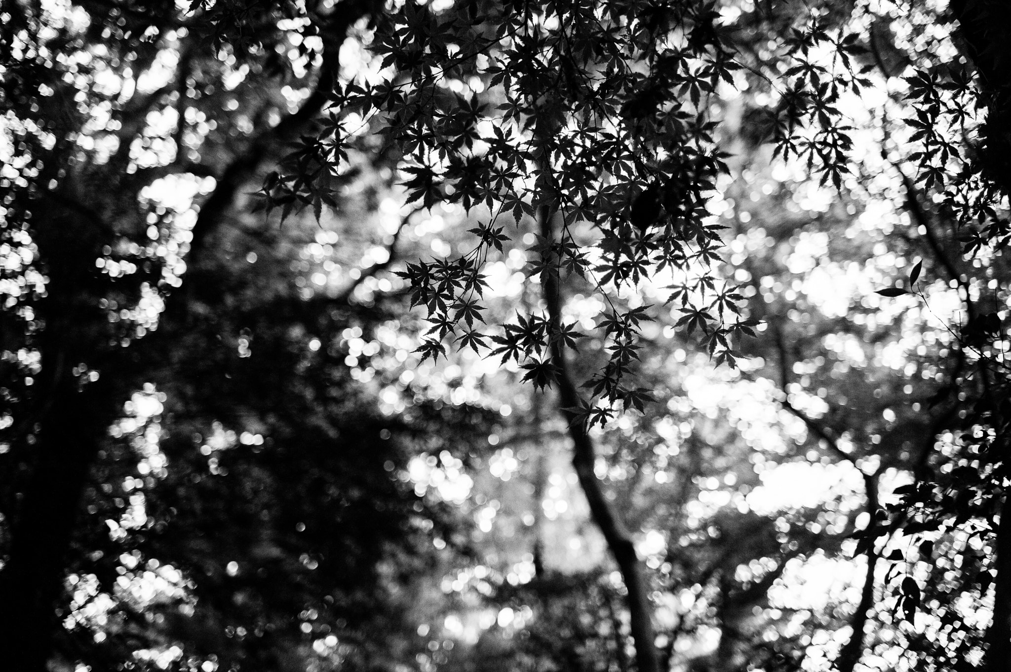 Nikon D3 + AF-S Nikkor 35mm f/1.8G sample photo. Japan photography