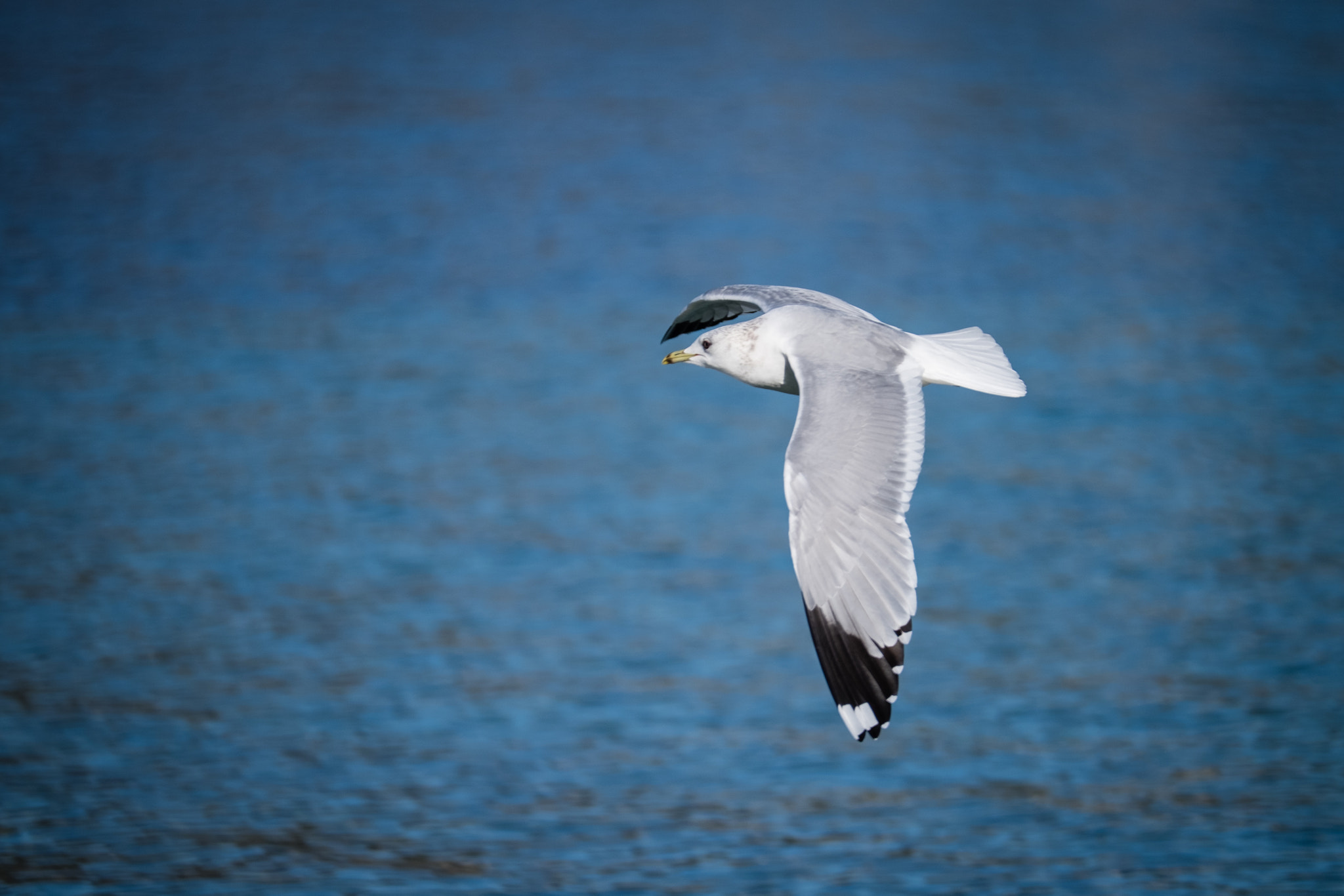 Fujifilm X-T1 + XF50-140mmF2.8 R LM OIS WR + 1.4x sample photo. Gull photography